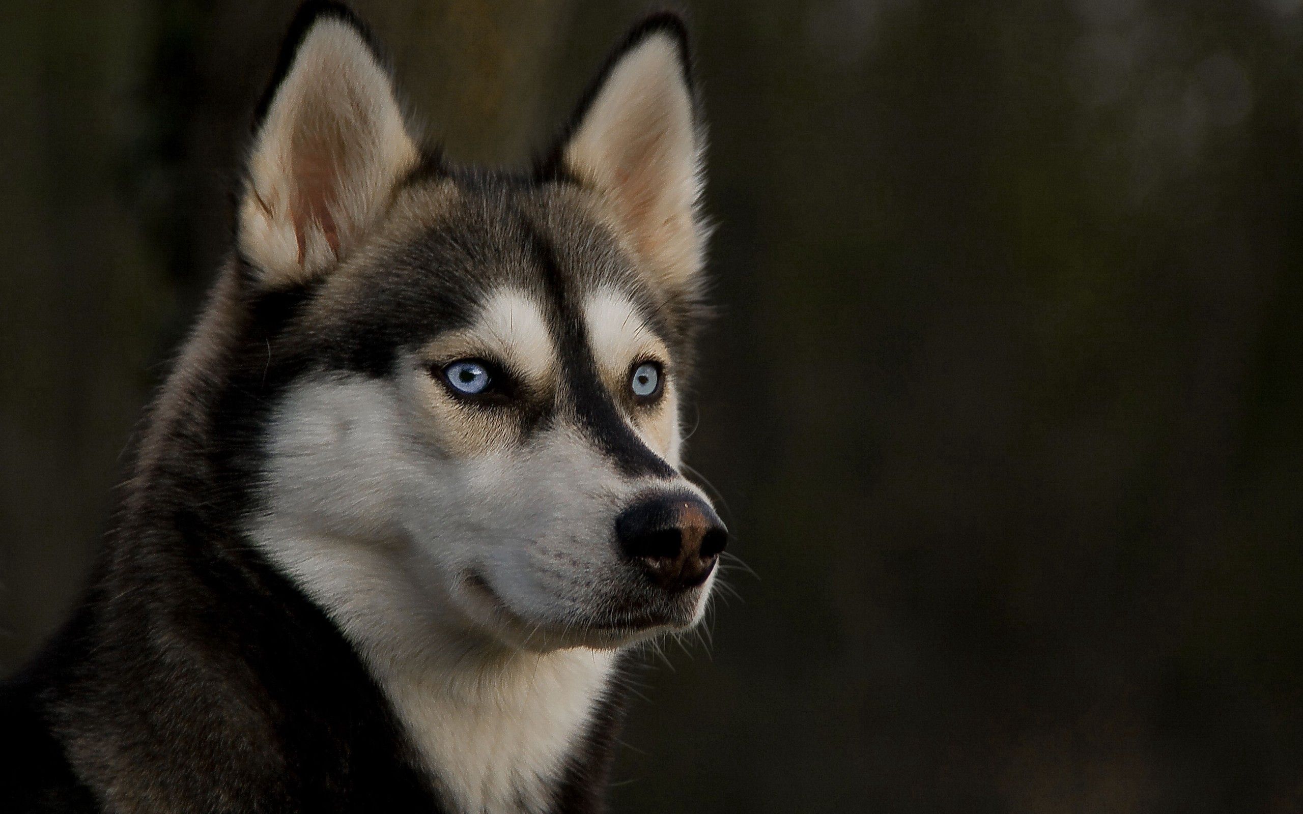 Download mobile wallpaper Haska, Sight, Animals, Muzzle, Opinion, Dog, Husky for free.
