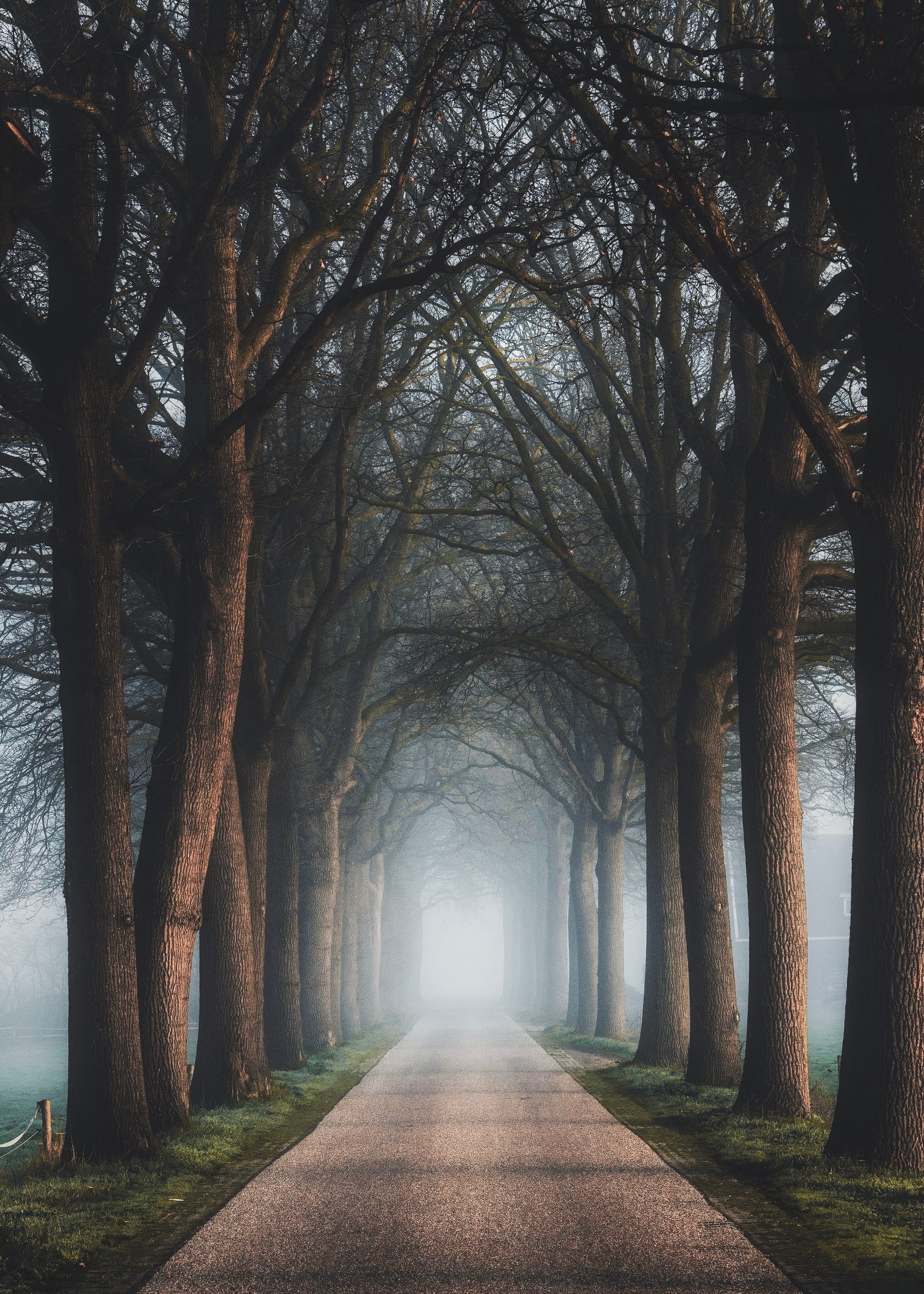 road, fog, nature, trees, alley