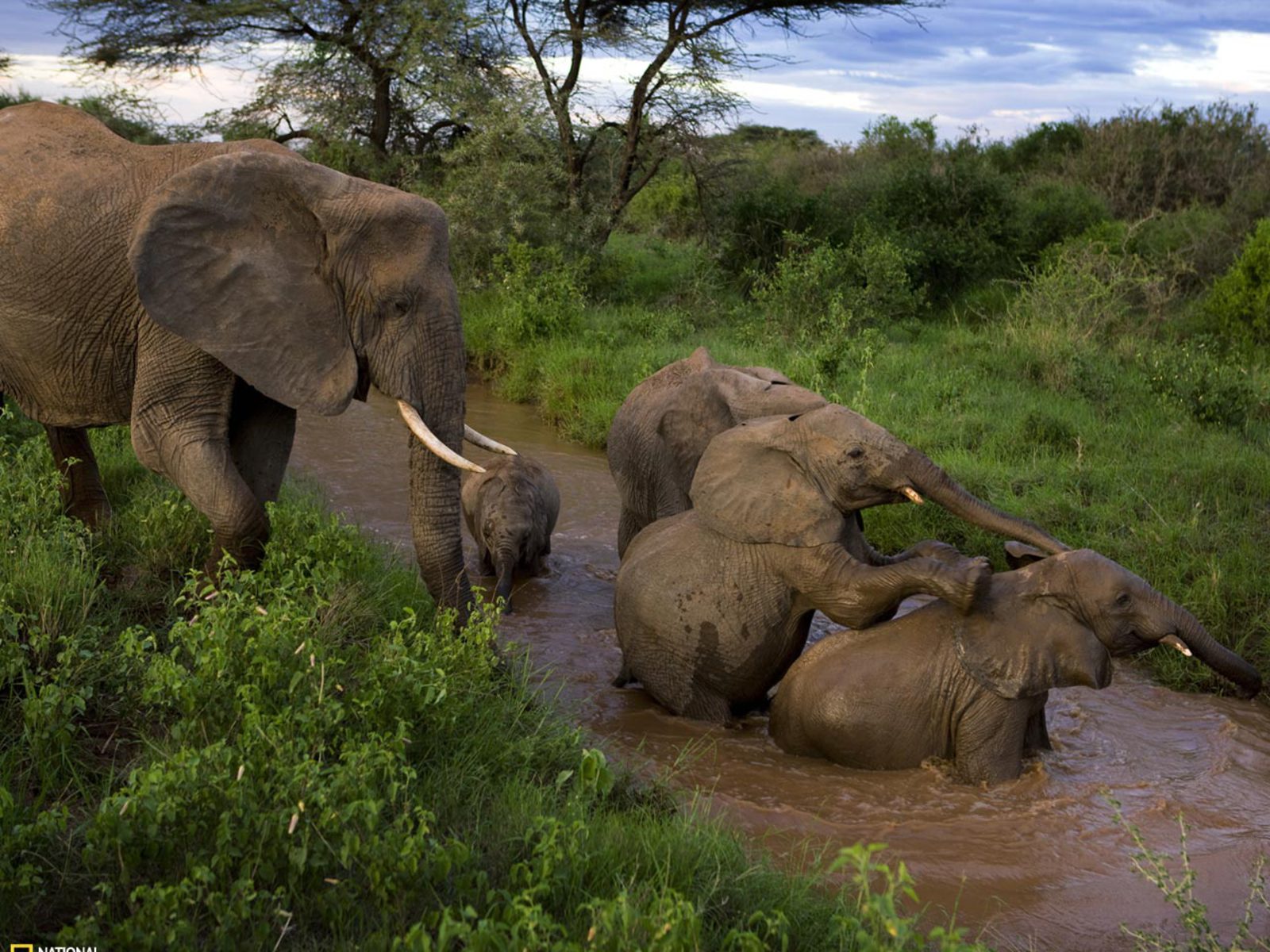 179588 скачать обои слоны, животные, африканский слон, река - заставки и картинки бесплатно