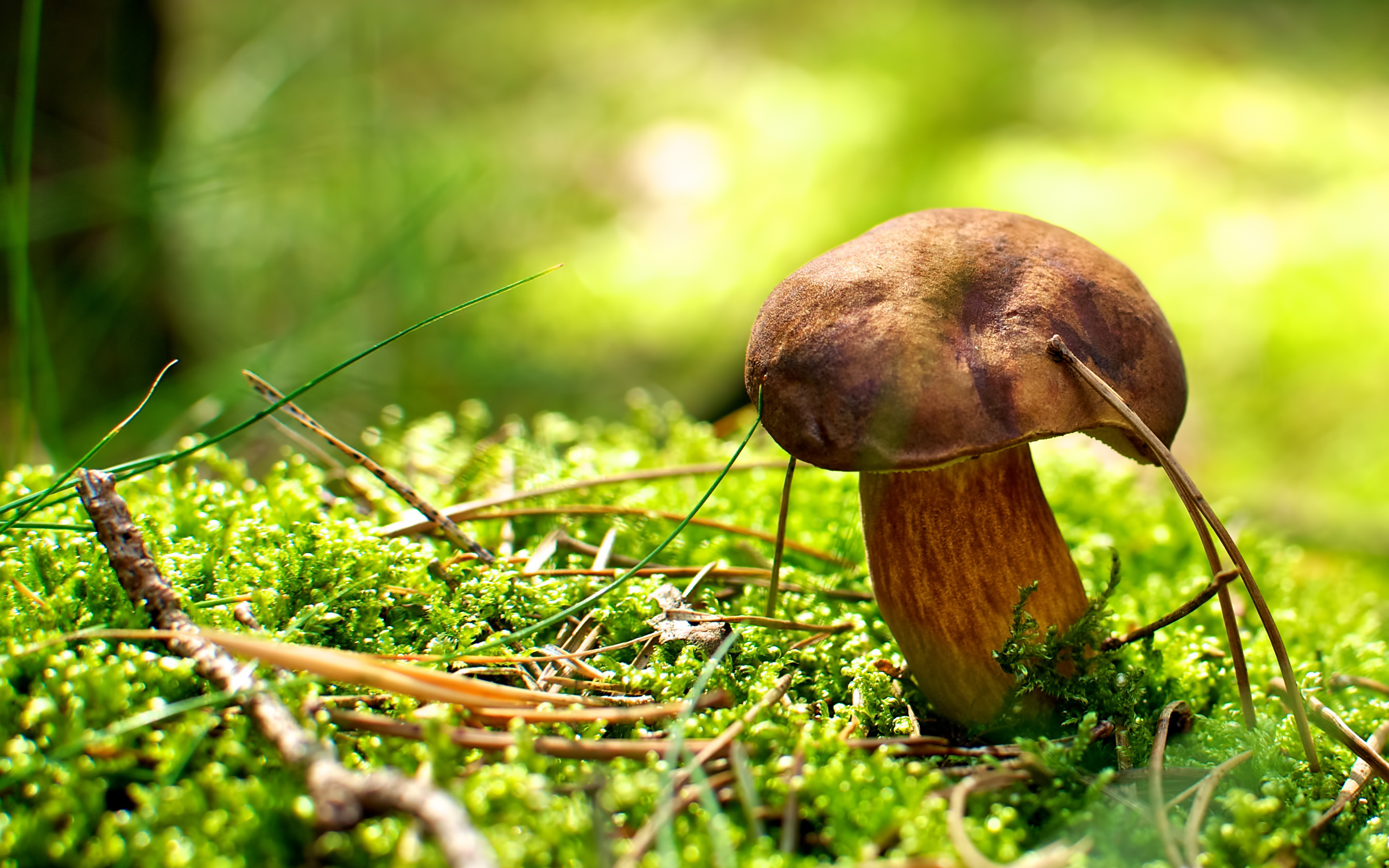 Laden Sie das Natur, Pilze, Pflanzen-Bild kostenlos auf Ihren PC-Desktop herunter