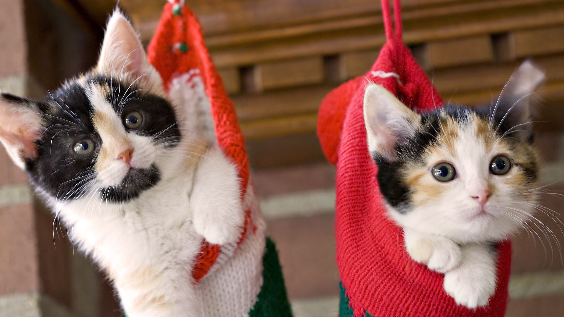 animals, couple, pair, spotted, christmas, holiday, kittens, hang, sock images
