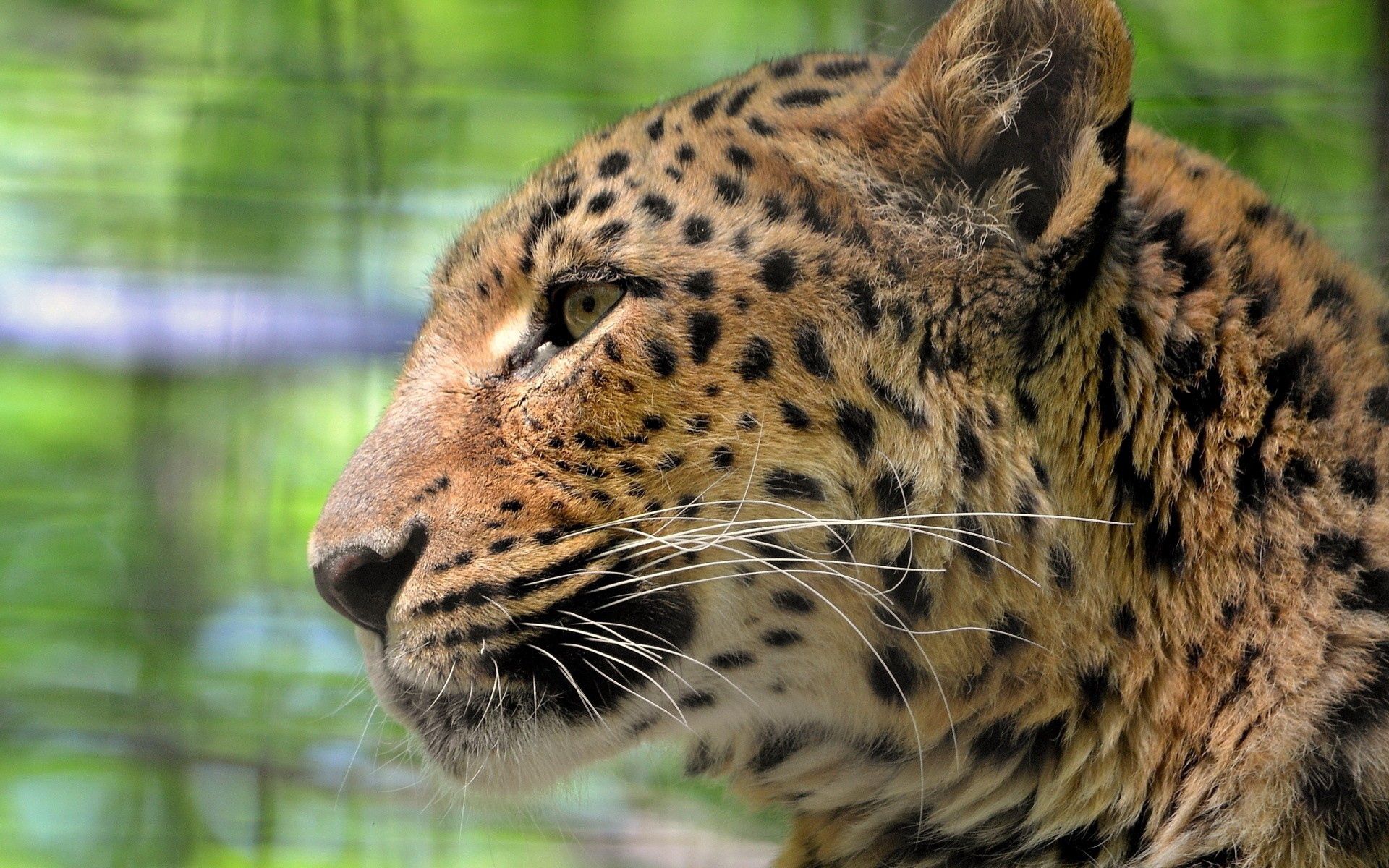 Download mobile wallpaper Profile, Muzzle, Leopard, Predator, Animals, Color for free.