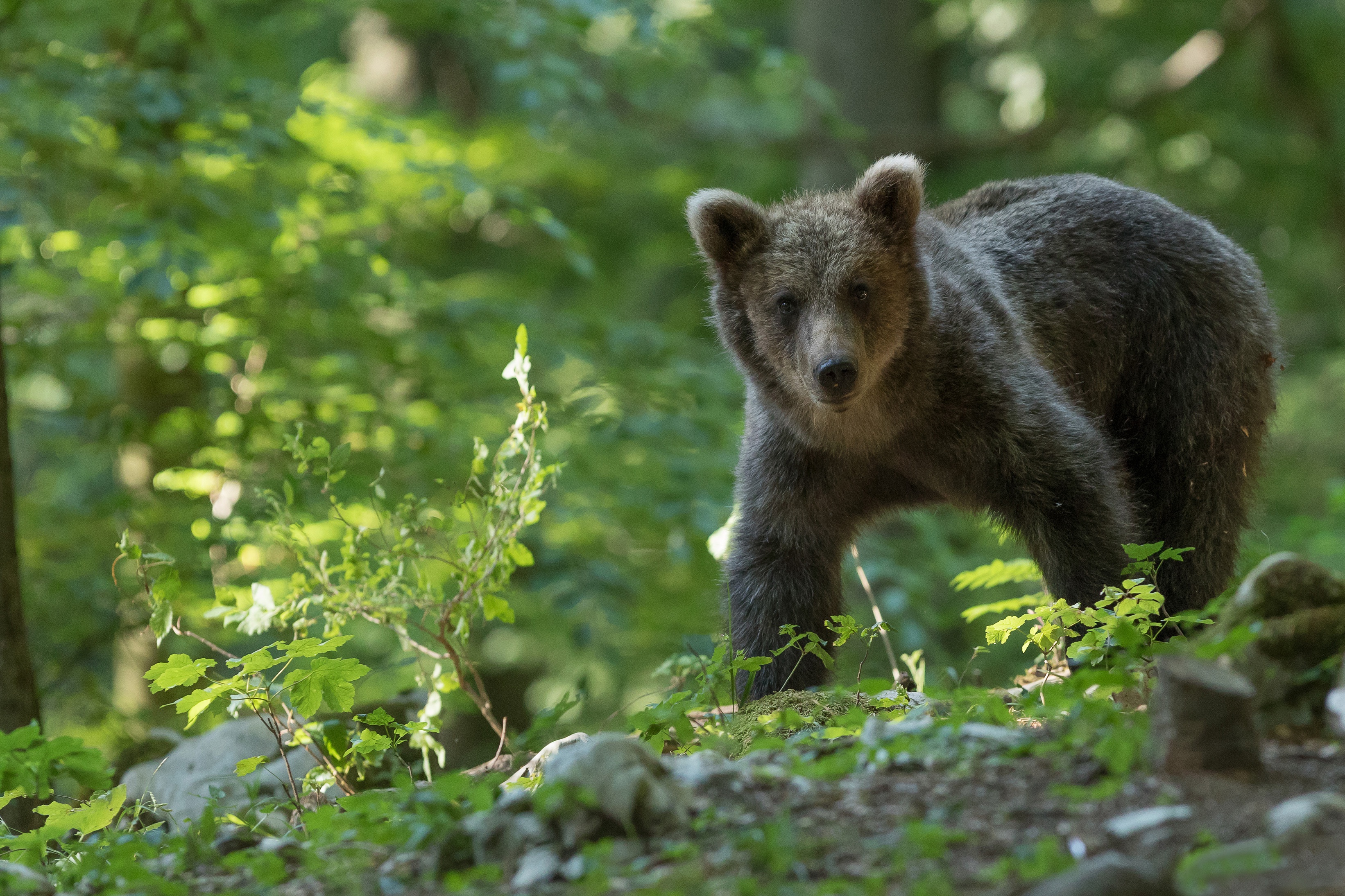 Баварский лес медведь