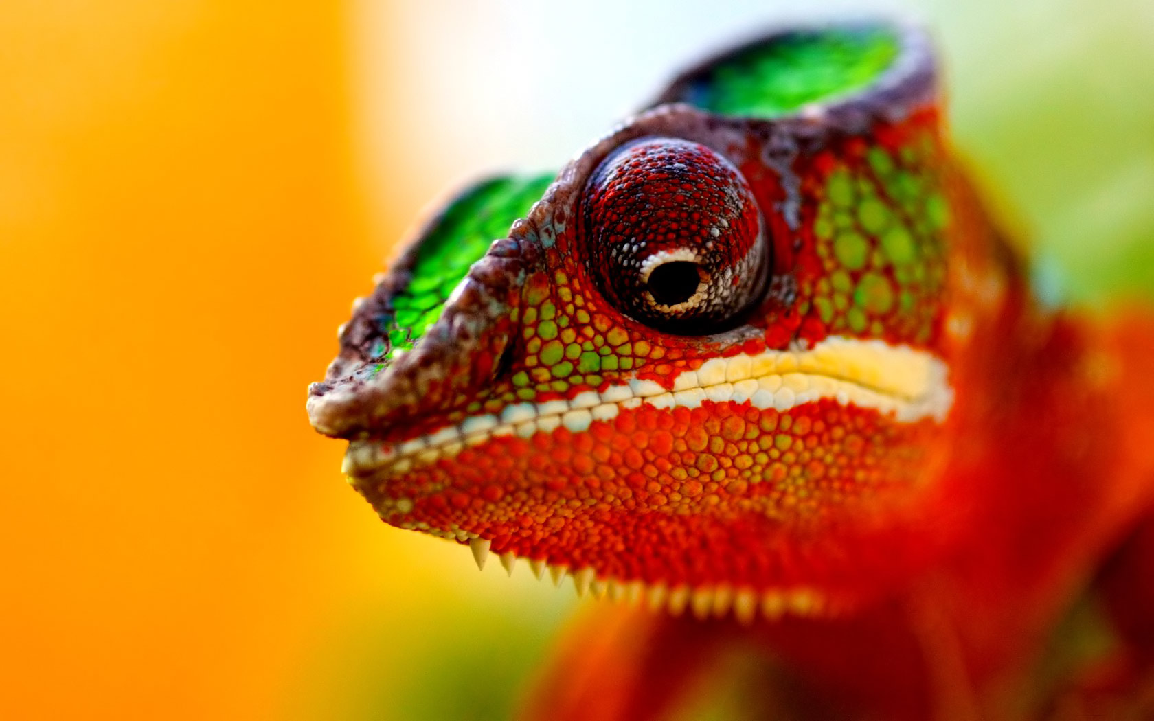 animal, chameleon download HD wallpaper