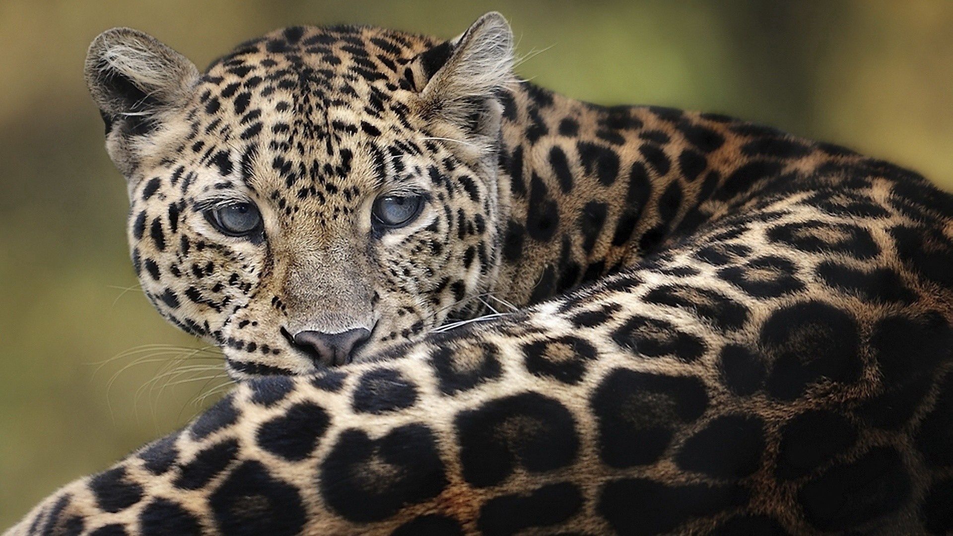 Download mobile wallpaper Muzzle, To Lie Down, Lie, Animals, Leopard, Big Cat for free.