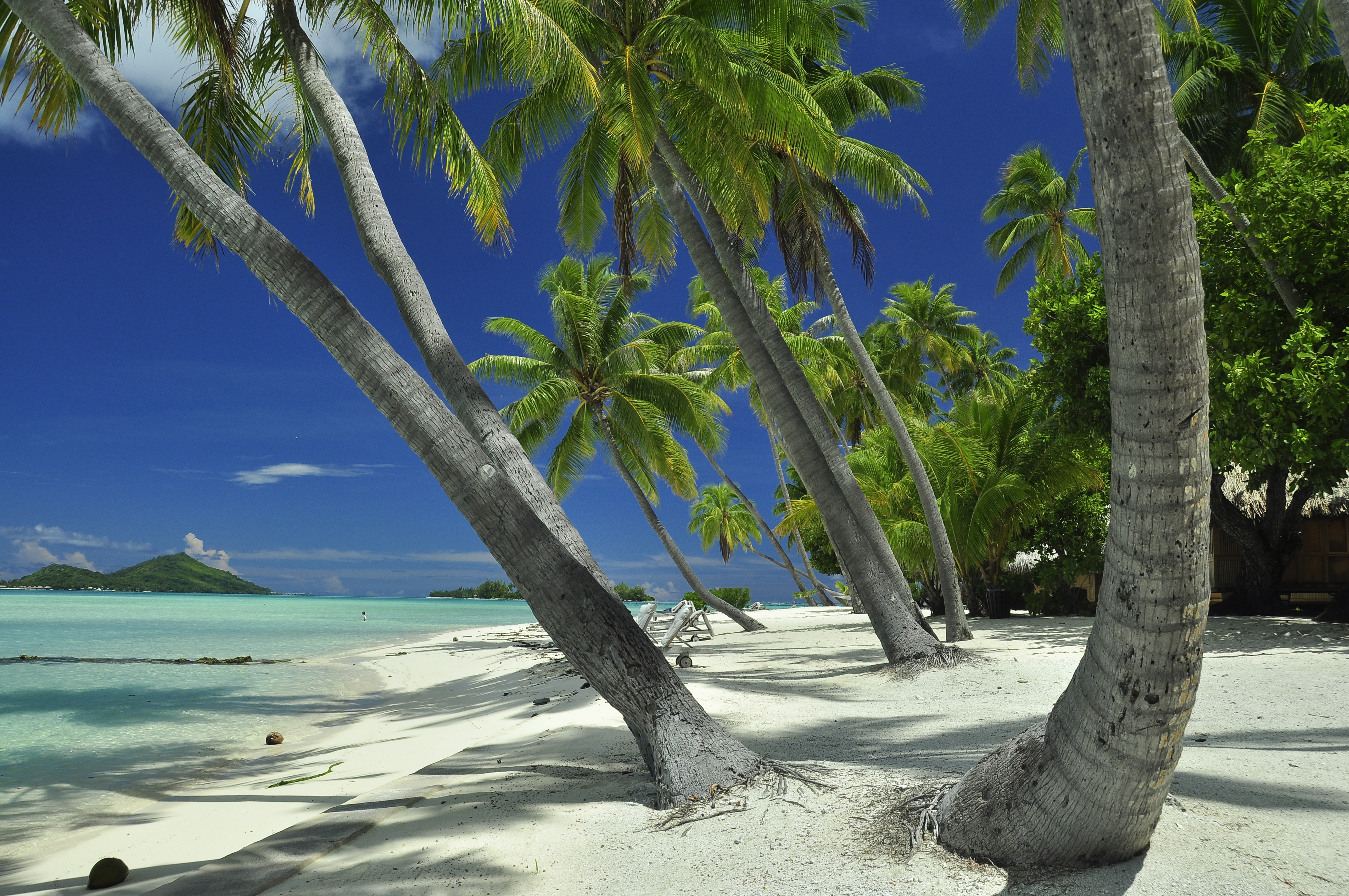 palm tree, lagoon, beach, earth, french polynesia, tahiti, tropics Free Stock Photo