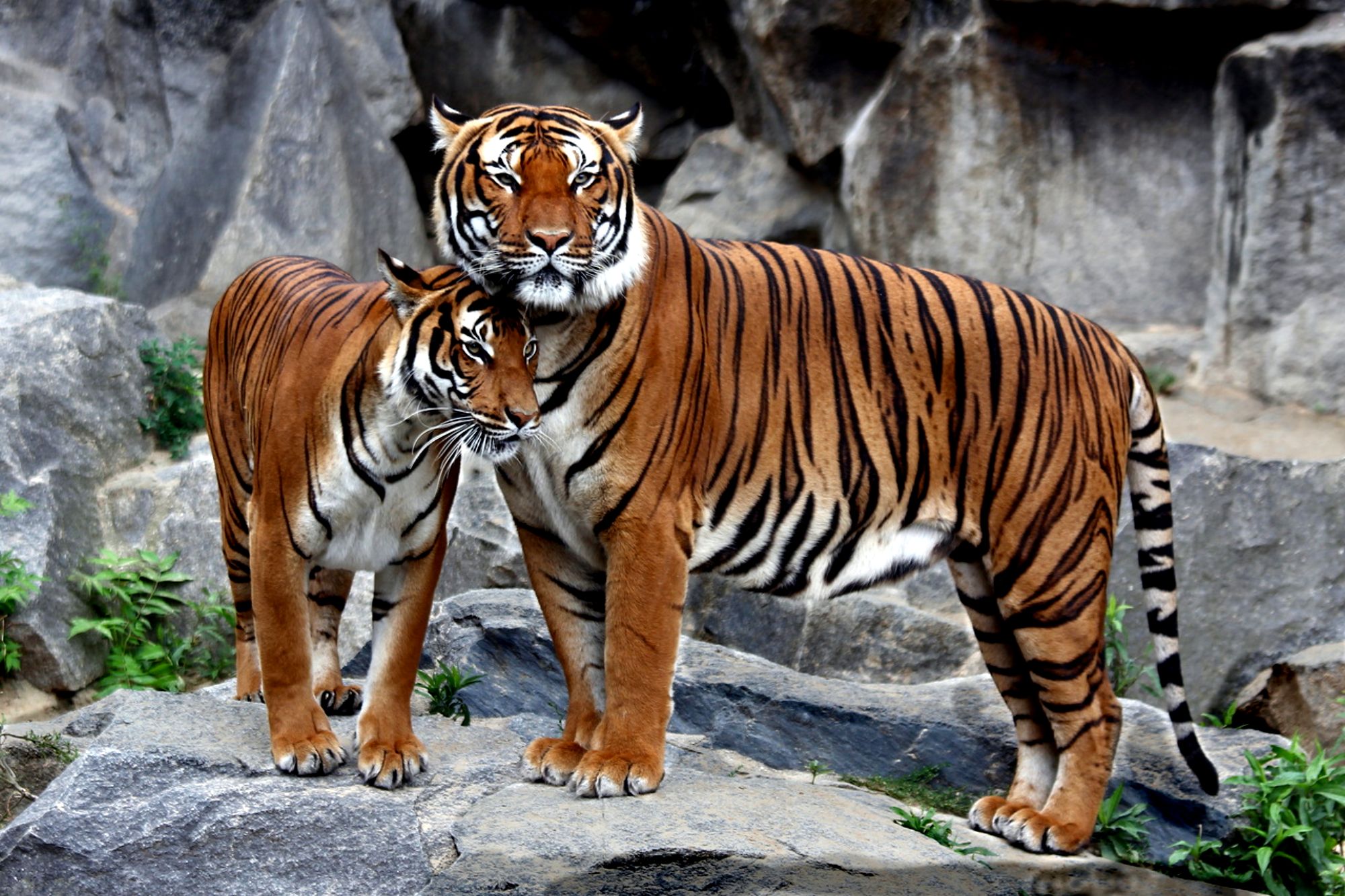292834 скачать картинку тигр, животные, кошки - обои и заставки бесплатно