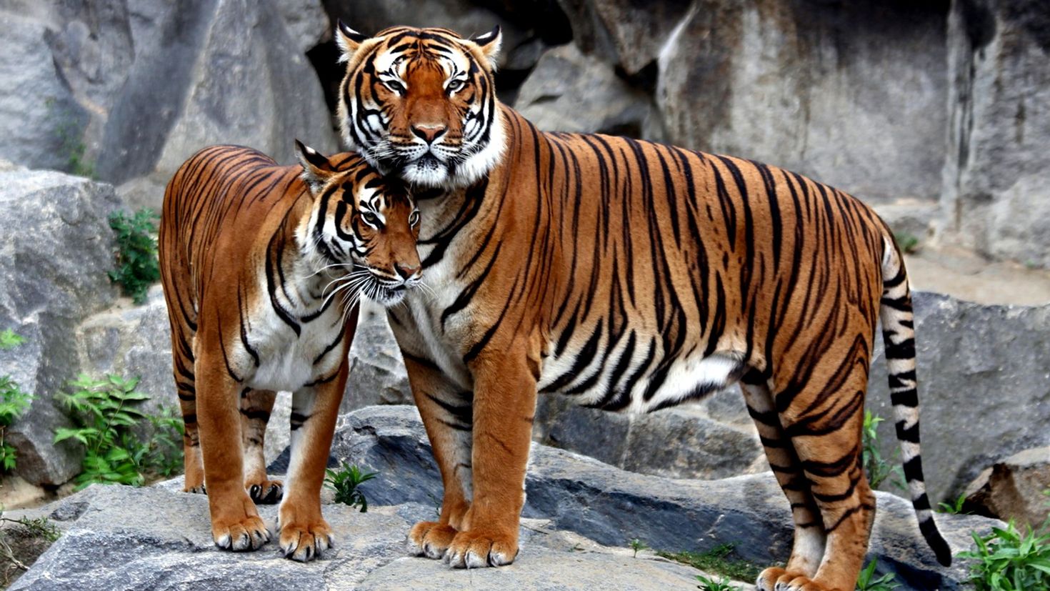Амурский тигр генетический критерий