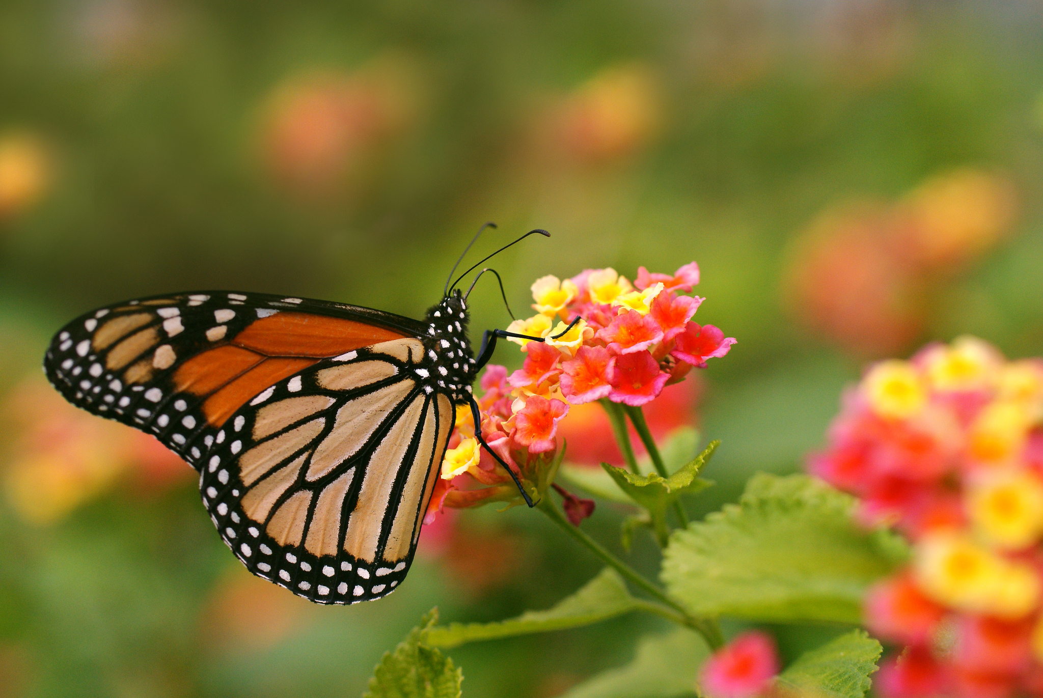 animal, butterfly, flower, insect, monarch butterfly, pink flower Full HD