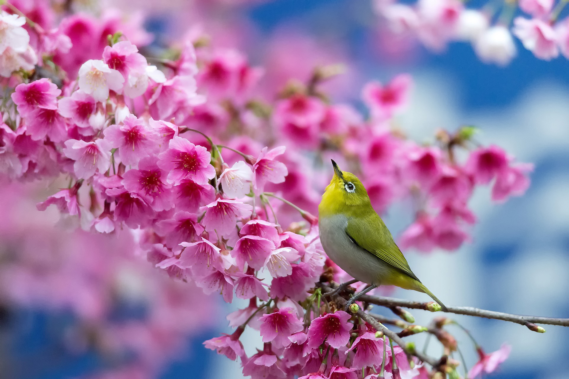 105951 завантажити шпалери весна, квіти, гілка, краса, тварини, сакура, краси, японський білий очей, японське біле око - заставки і картинки безкоштовно