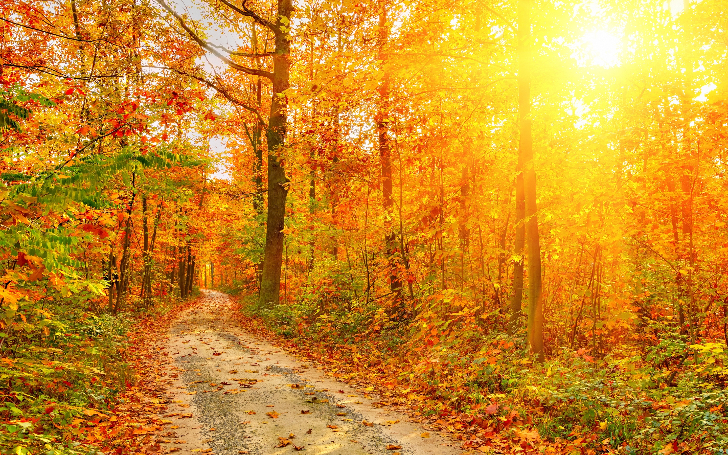 earth, fall, forest, path, sunshine Phone Background