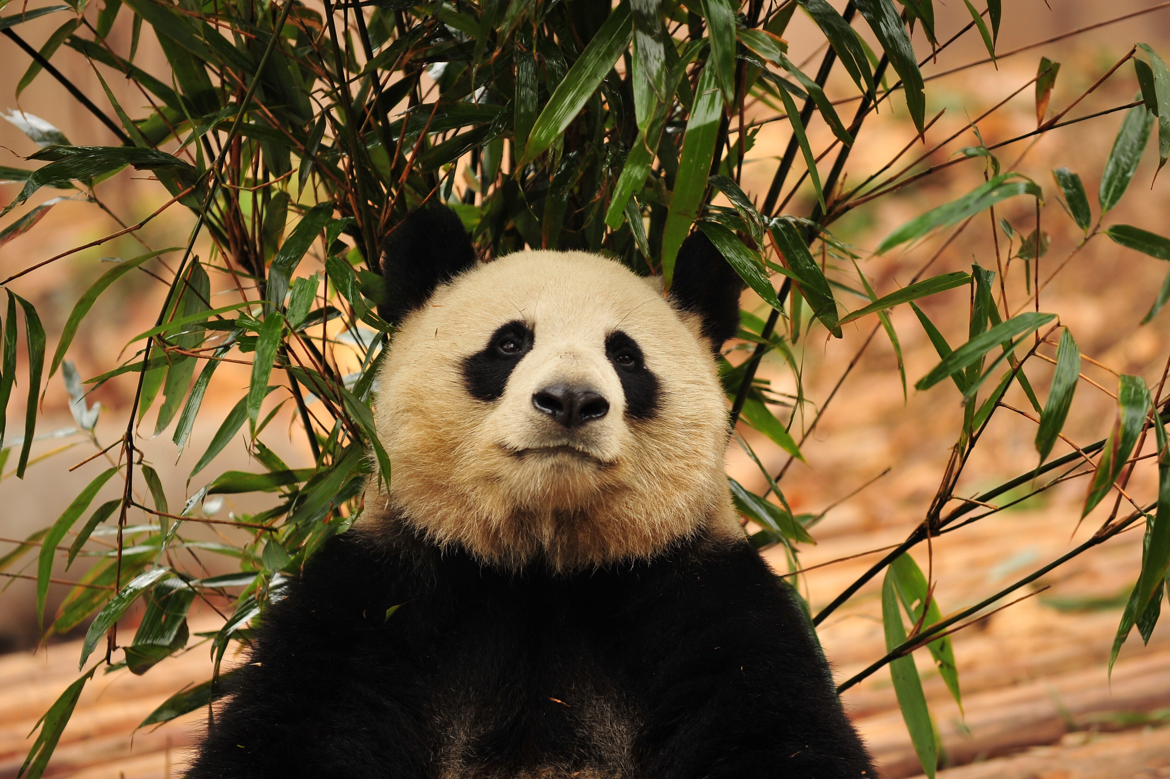 Download mobile wallpaper Animals, Bear, Bamboo, Panda for free.