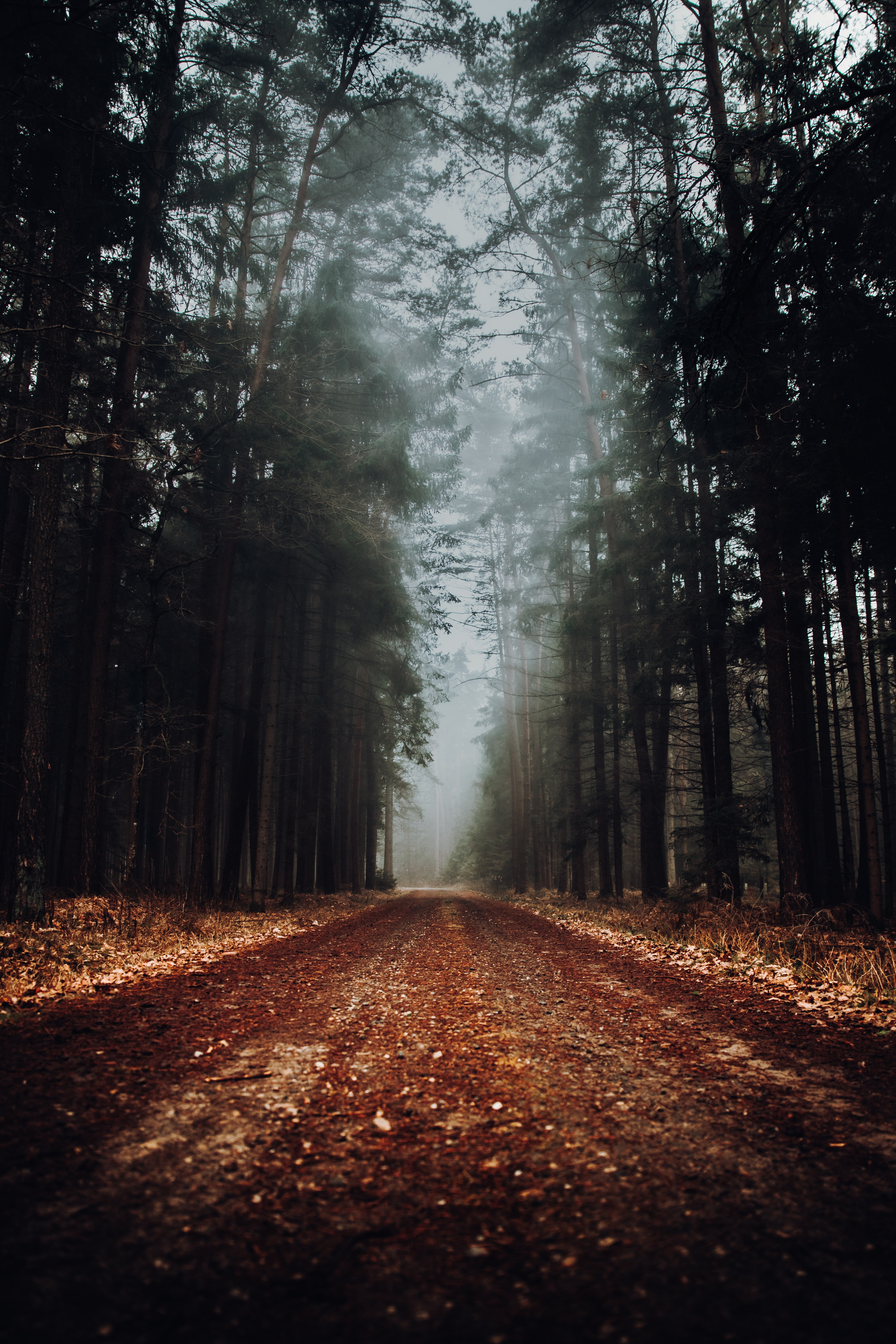 road, nature, forest, fog iphone wallpaper