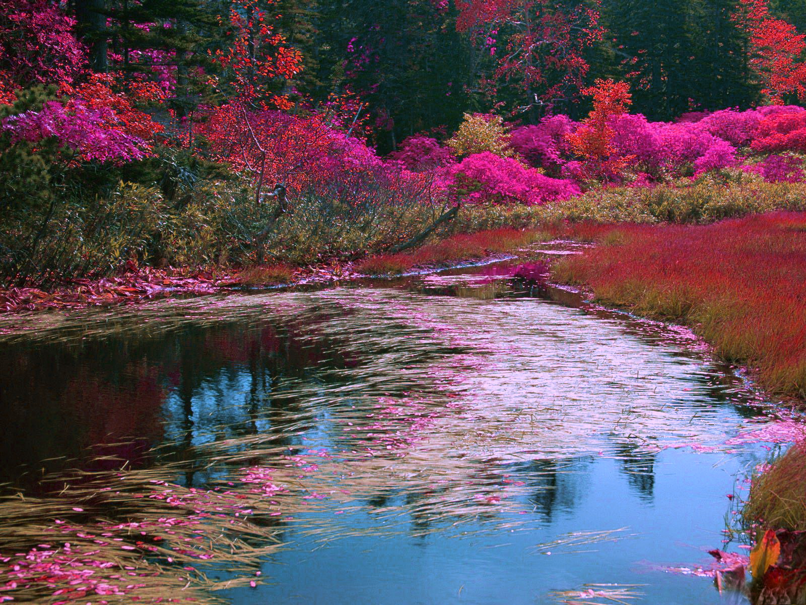 Цвет Весеннее озеро