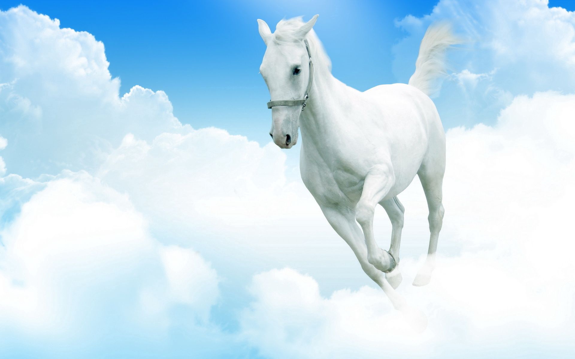 Baixar papel de parede para celular de Animais, Saltar, Cavalo Branco De Neve, Nuvens gratuito.