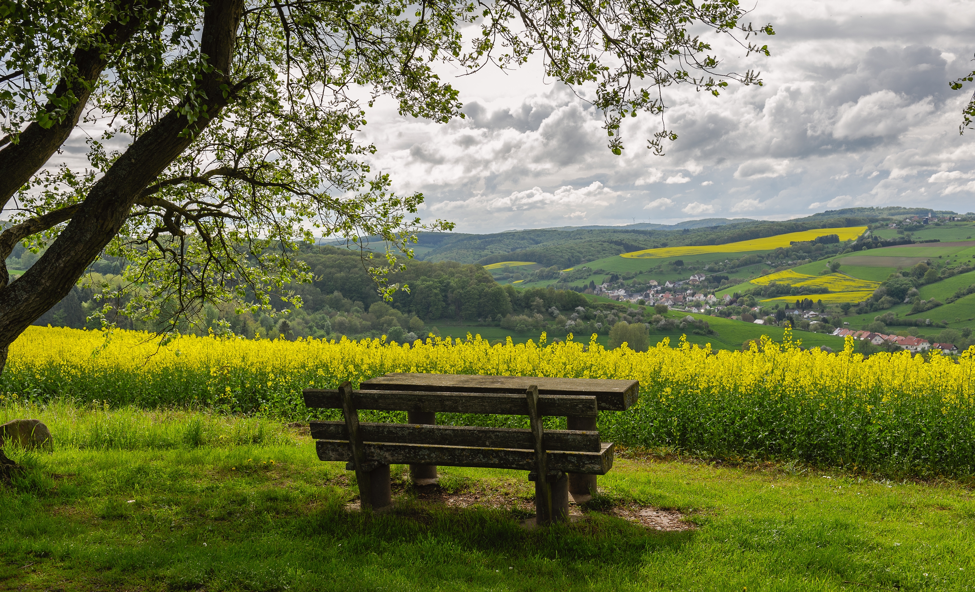 bench, landscape, nature