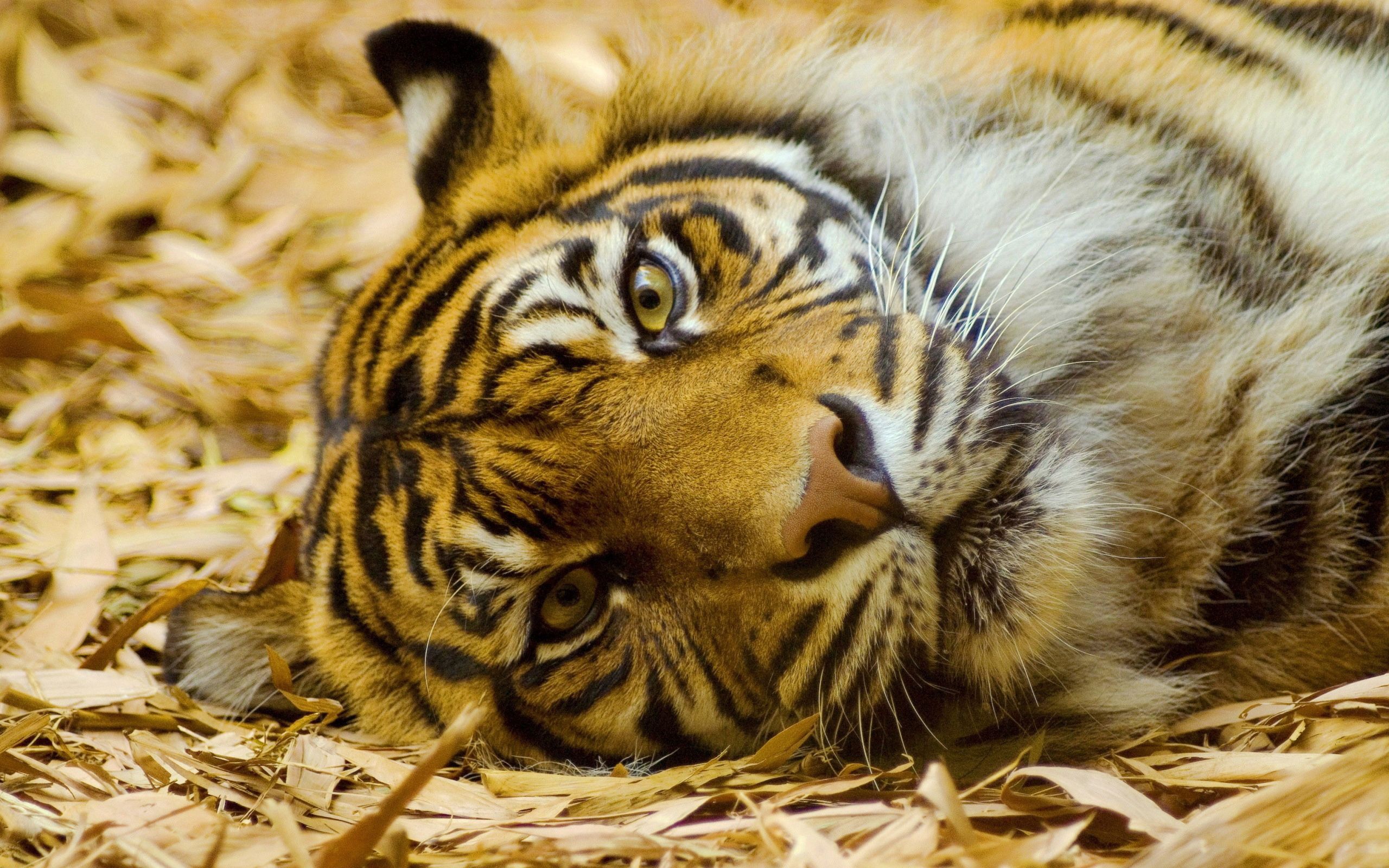 119528 免費下載壁紙 老虎, 动物, 草, 捕食者, 躺下来, 躺下, 枪口, 莫尔达, 大猫, 虎 屏保和圖片