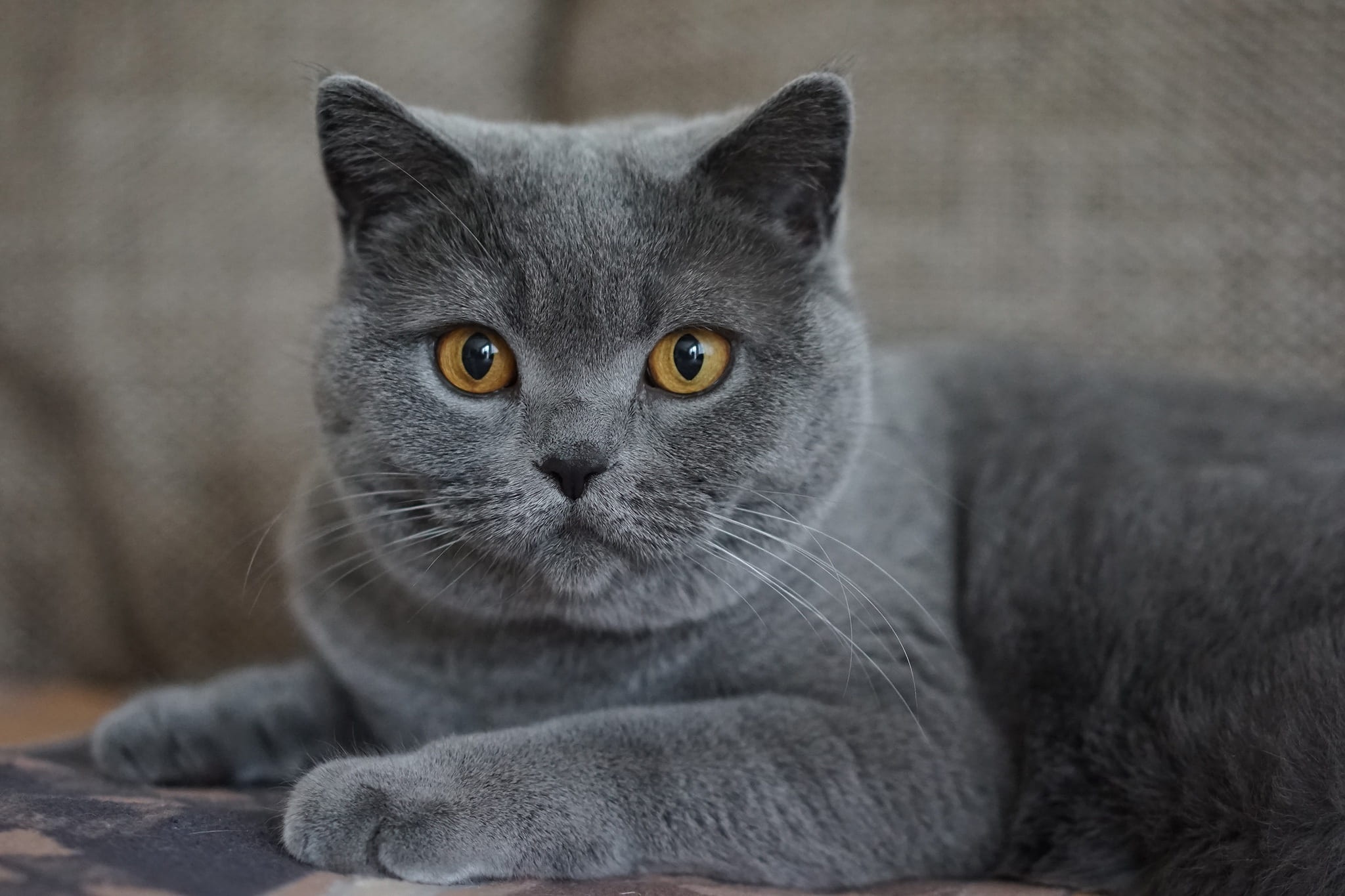 animal, british shorthair, stare, cats for android