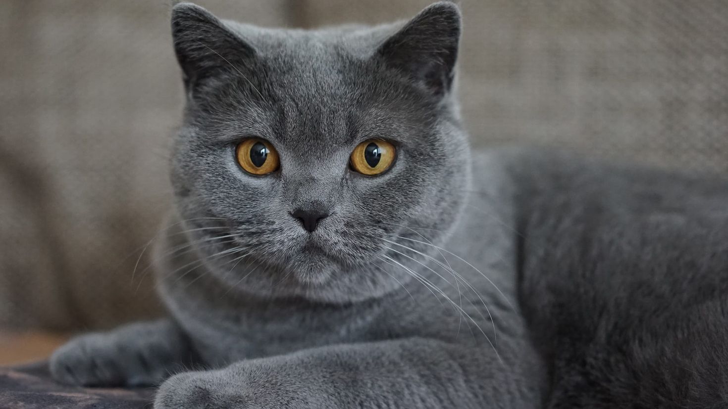Порода кошек серого окраса. Британская короткошёрстная кошка шартрез. Скоттиш шартрез. Картезианская кошка британец. Картезианская кошка шартрез.
