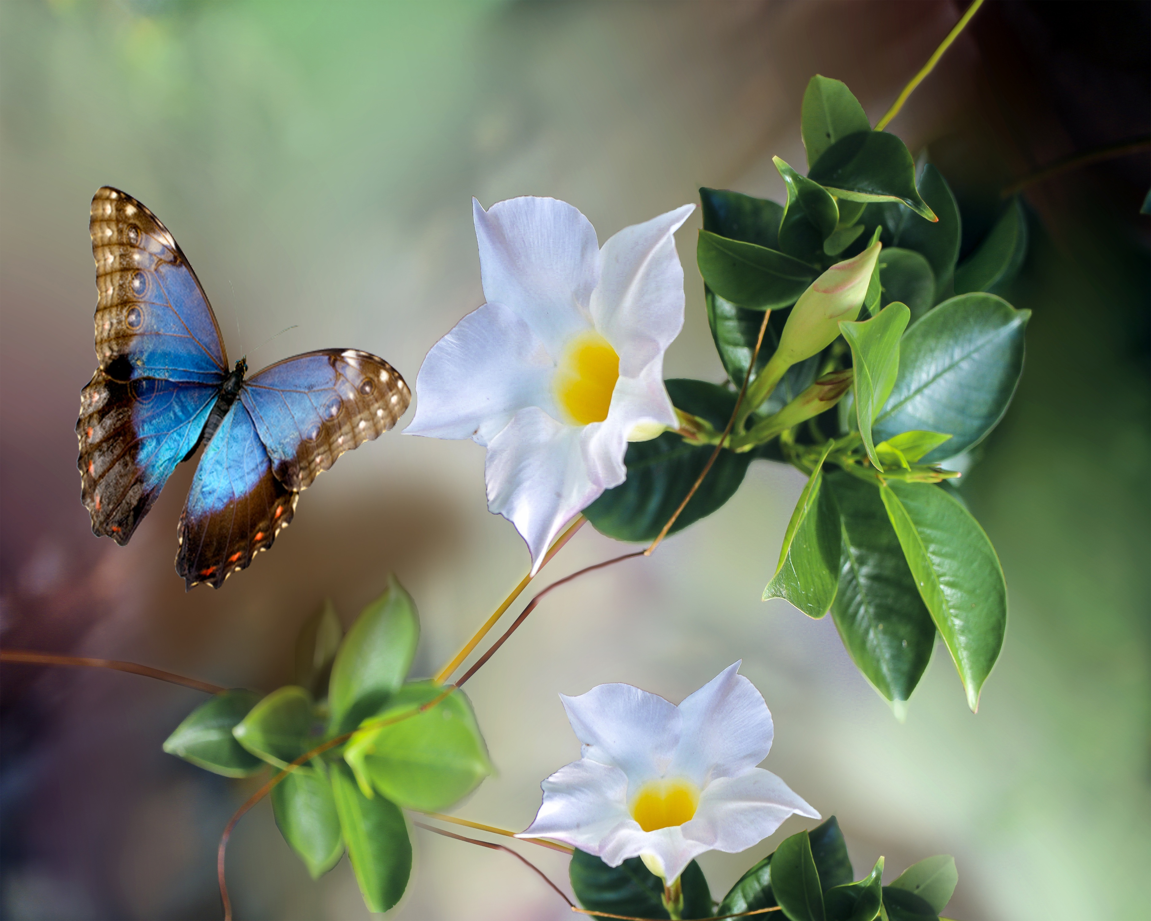 無料モバイル壁紙動物, 蝶, 花をダウンロードします。