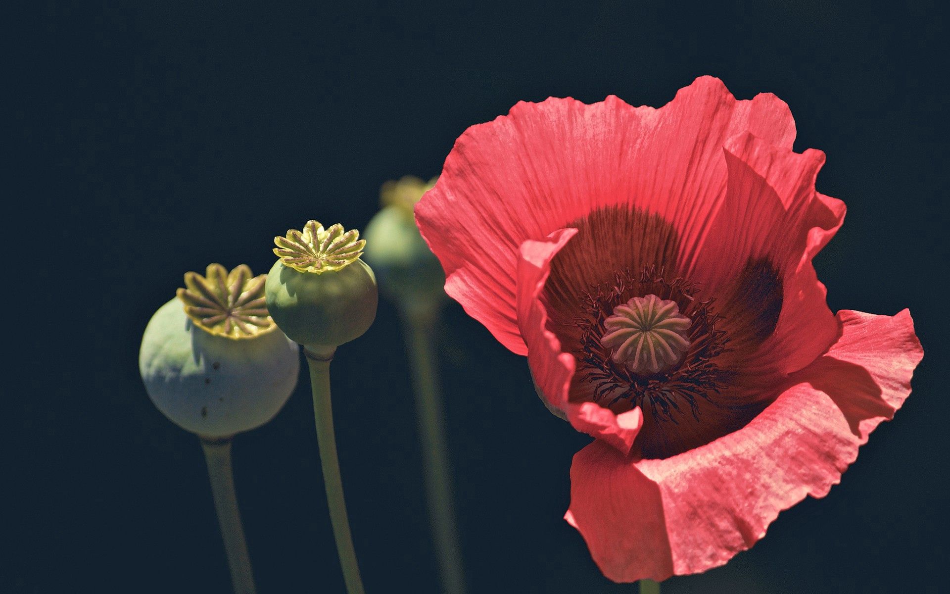Laden Sie das Makro, Blume, Mohn, Blütenblätter-Bild kostenlos auf Ihren PC-Desktop herunter