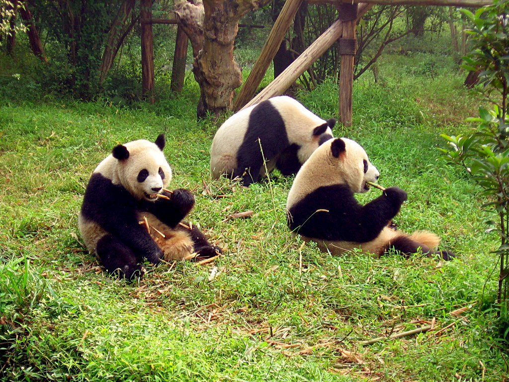 HD wallpaper animal, panda