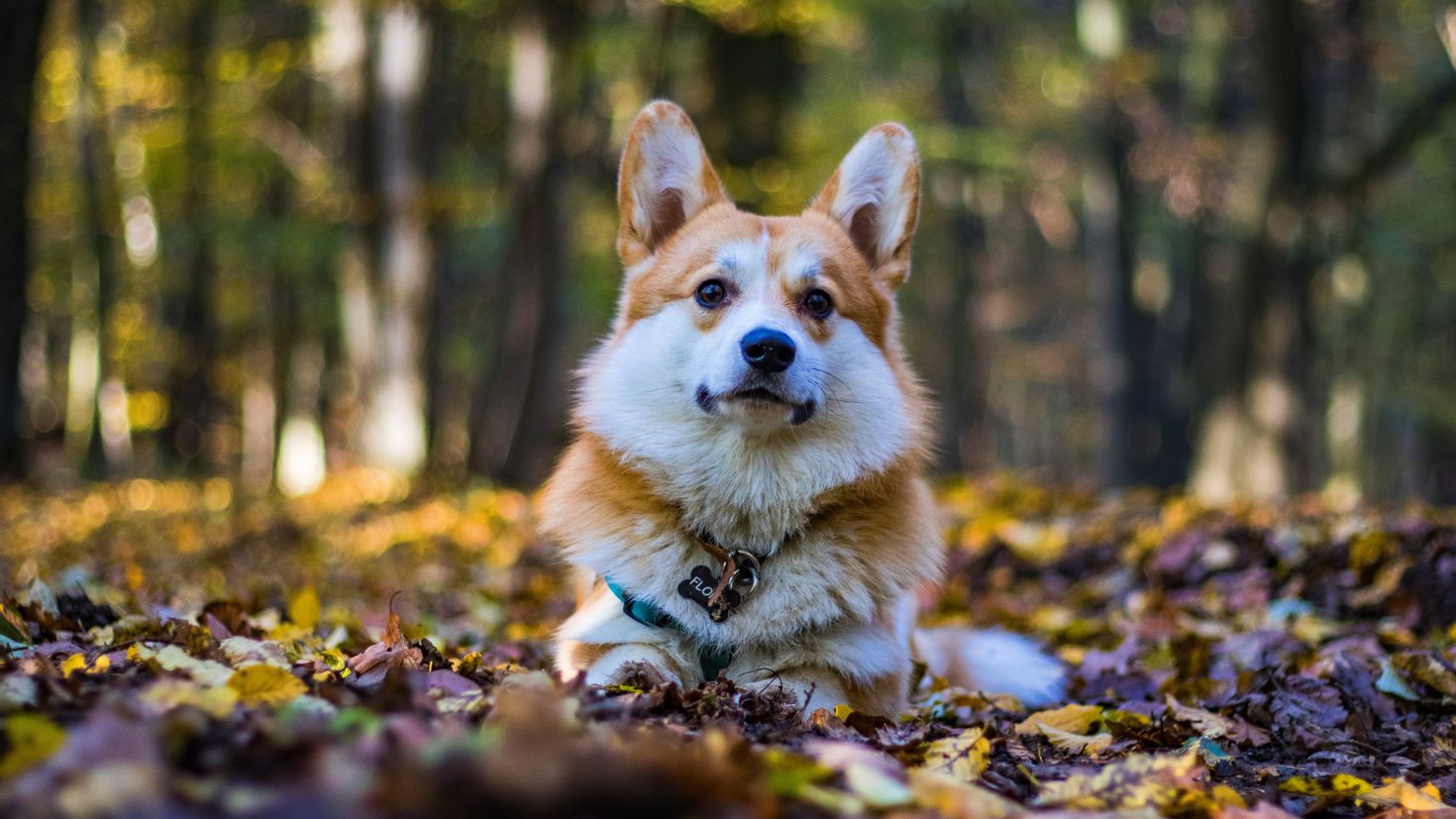 фотографии корги