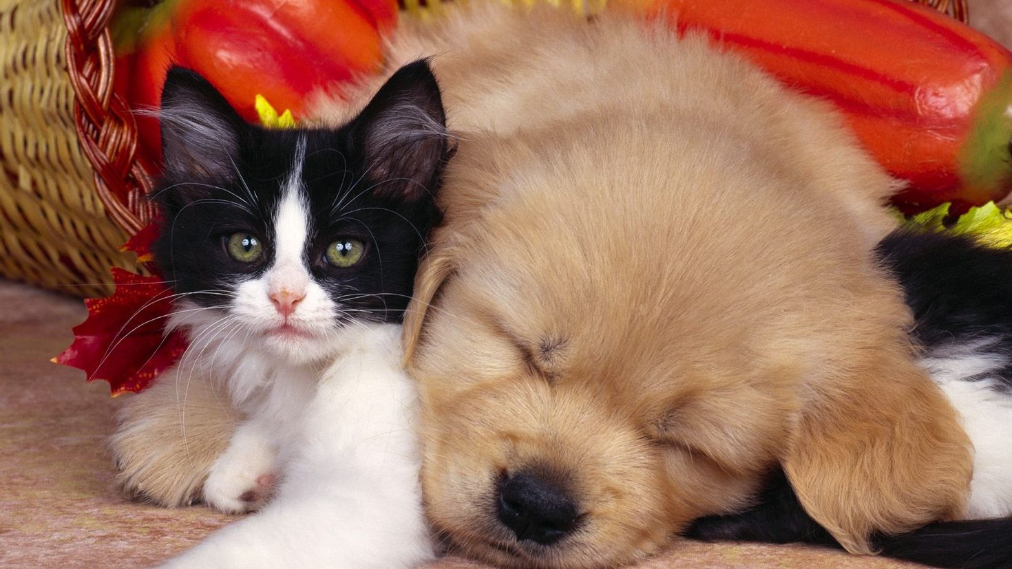 Кошки и т д. Щенок и котенок. Милые собачки и кошечки. Милые кошки и собаки. Щенки и кошечки милые.