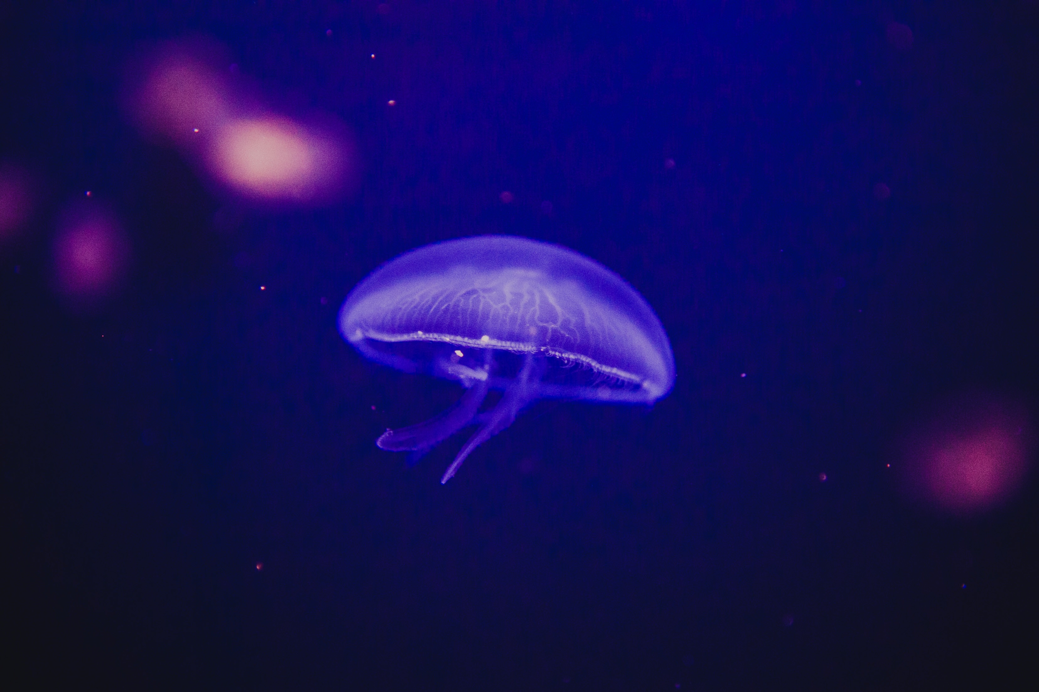 112749 скачать обои подводный мир, животные, свечение, медуза, фосфор - заставки и картинки бесплатно