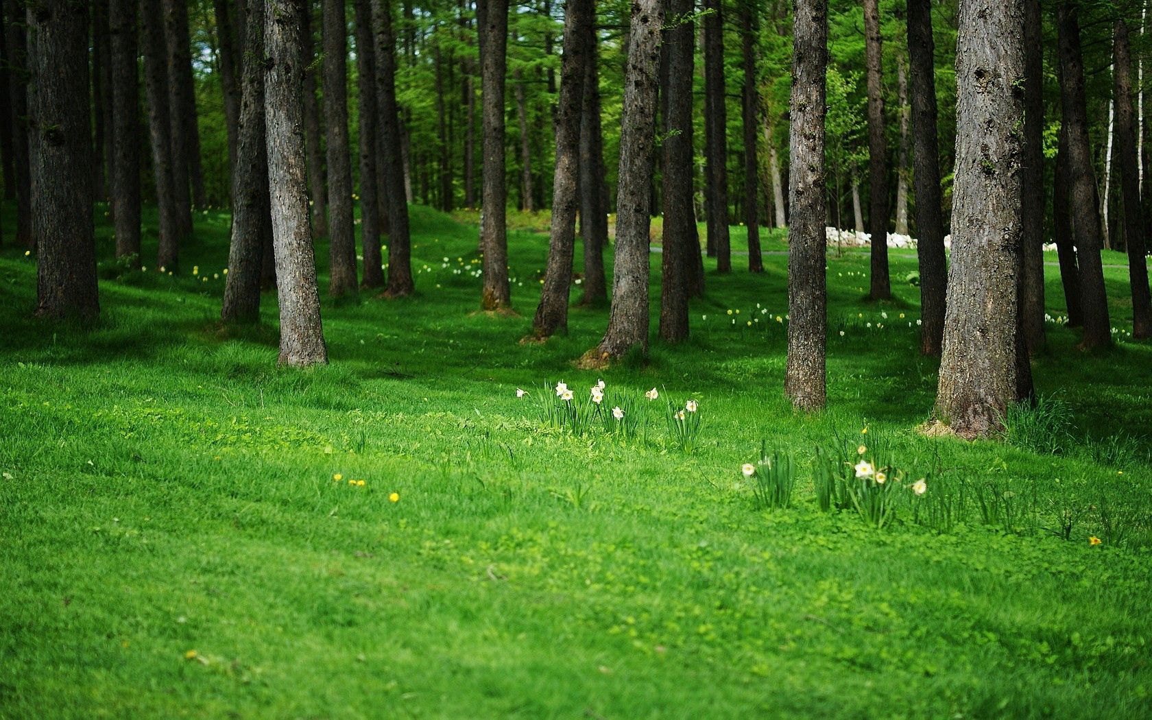 Laden Sie das Bäume, Natur, Wald, Grass-Bild kostenlos auf Ihren PC-Desktop herunter