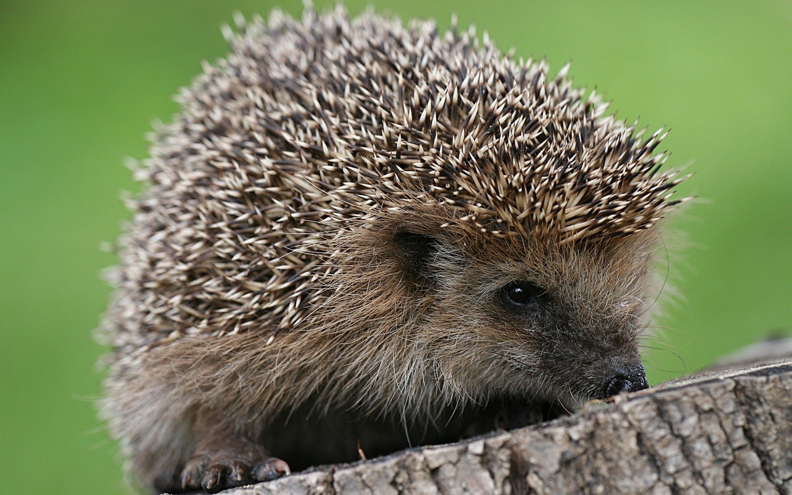 animals, thorns, prickles, small, hedgehog 2160p