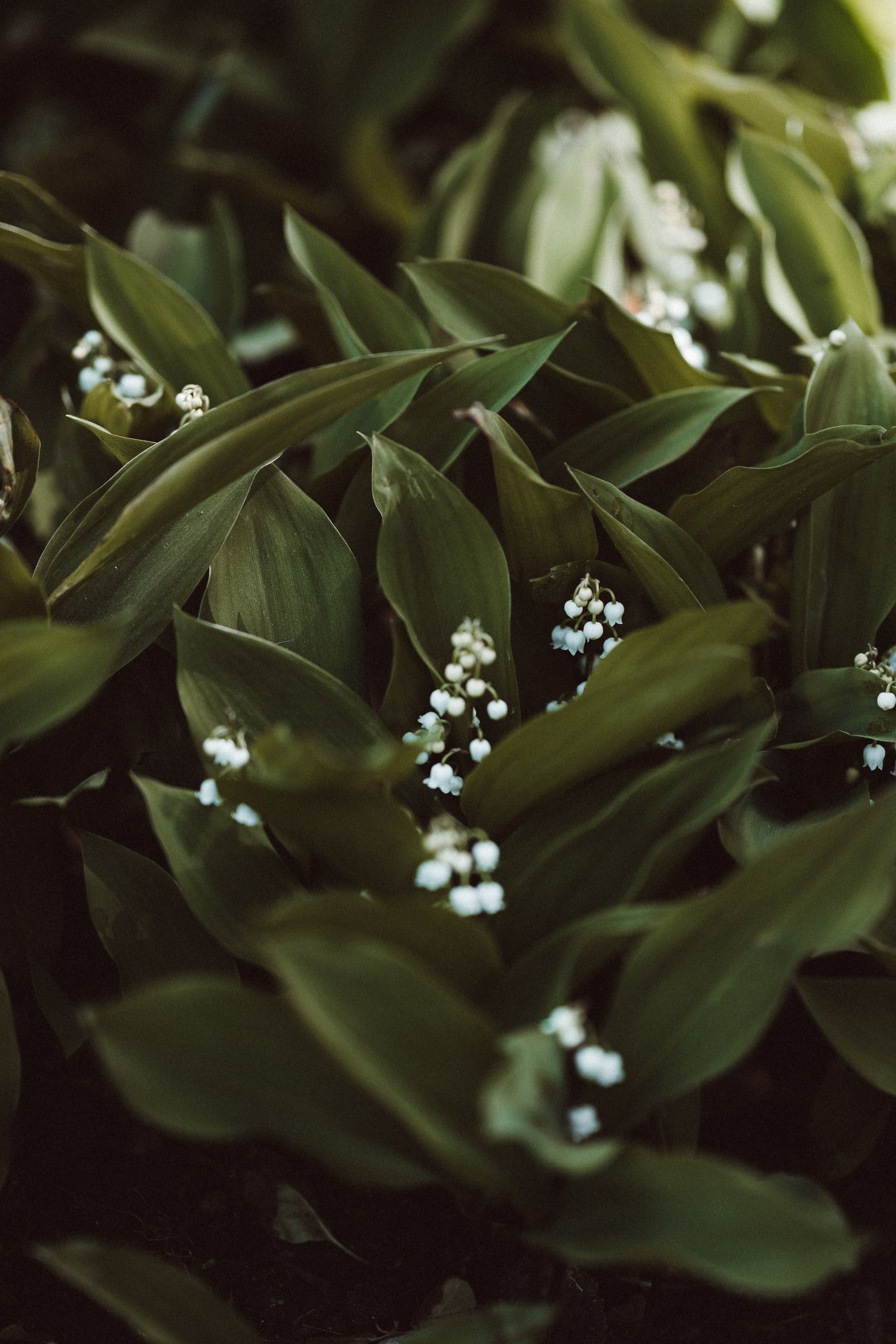 lily of the valley, flowers, white, plant, spring