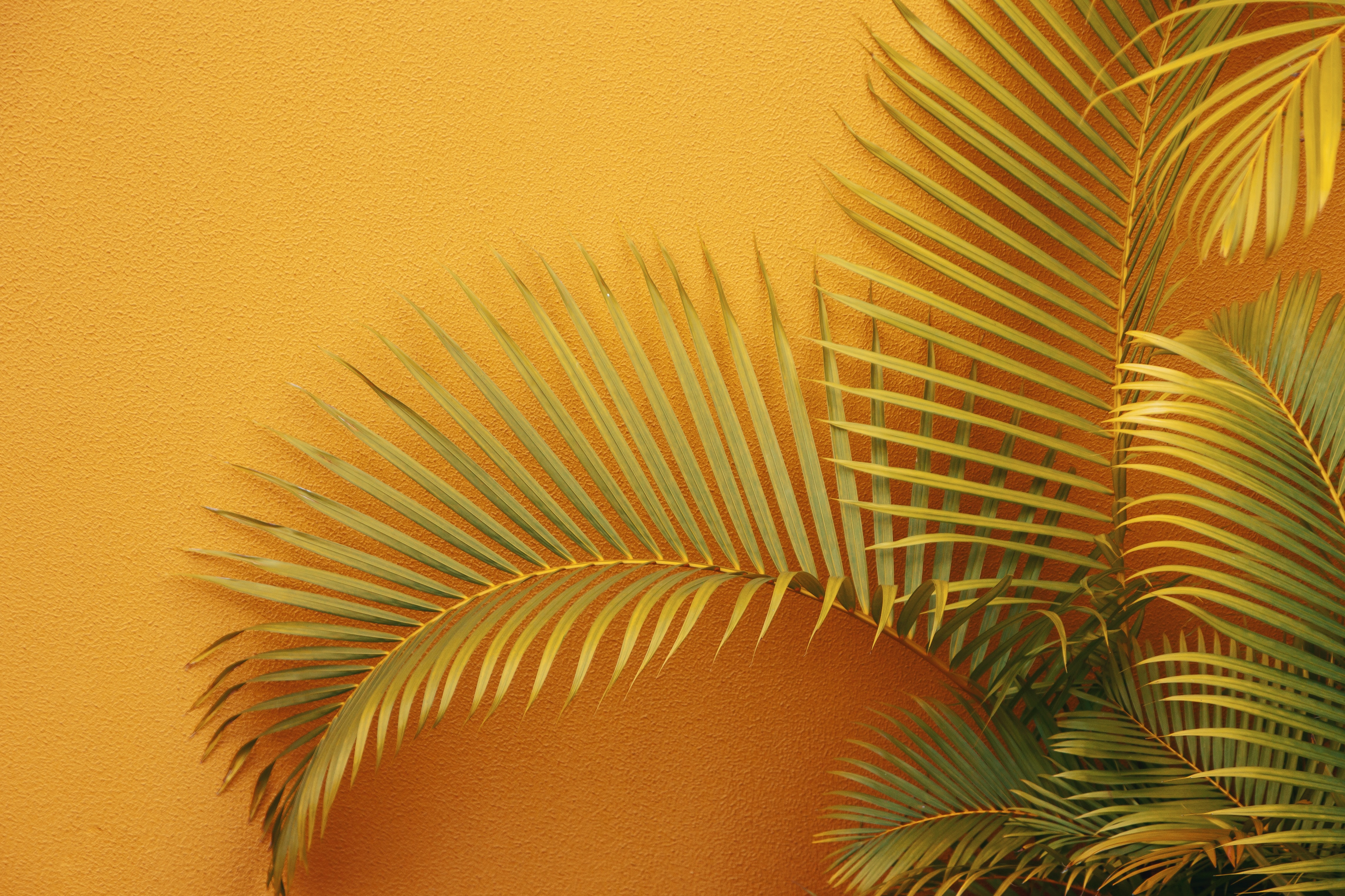 Ветка пальмы