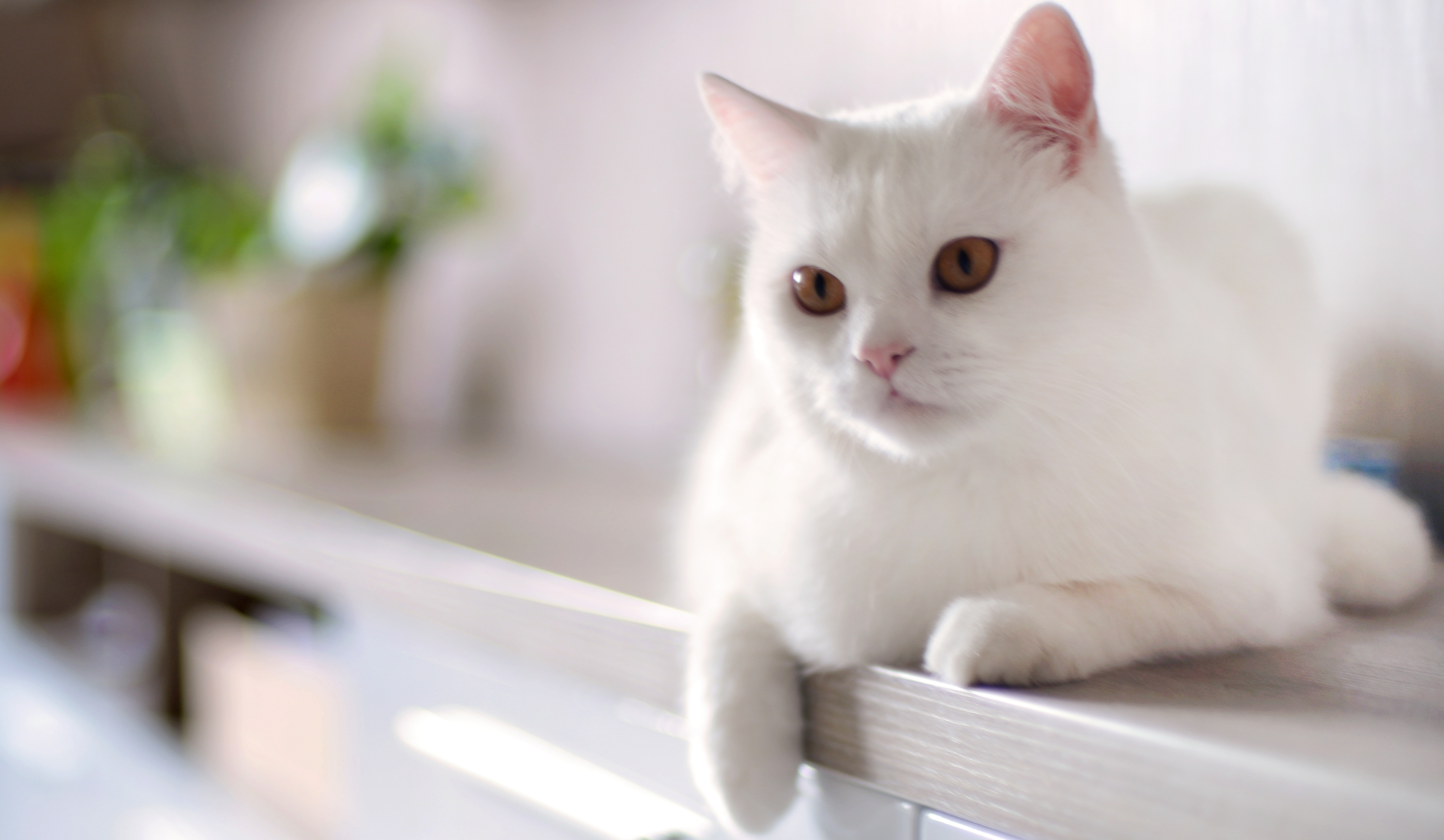 Музыка белая кошка. Европейская короткошерстная кошка белая. Британская шиншилла Коби кошка. Белая Британская шиншилла Коби. Белый гладкошерстный кот.