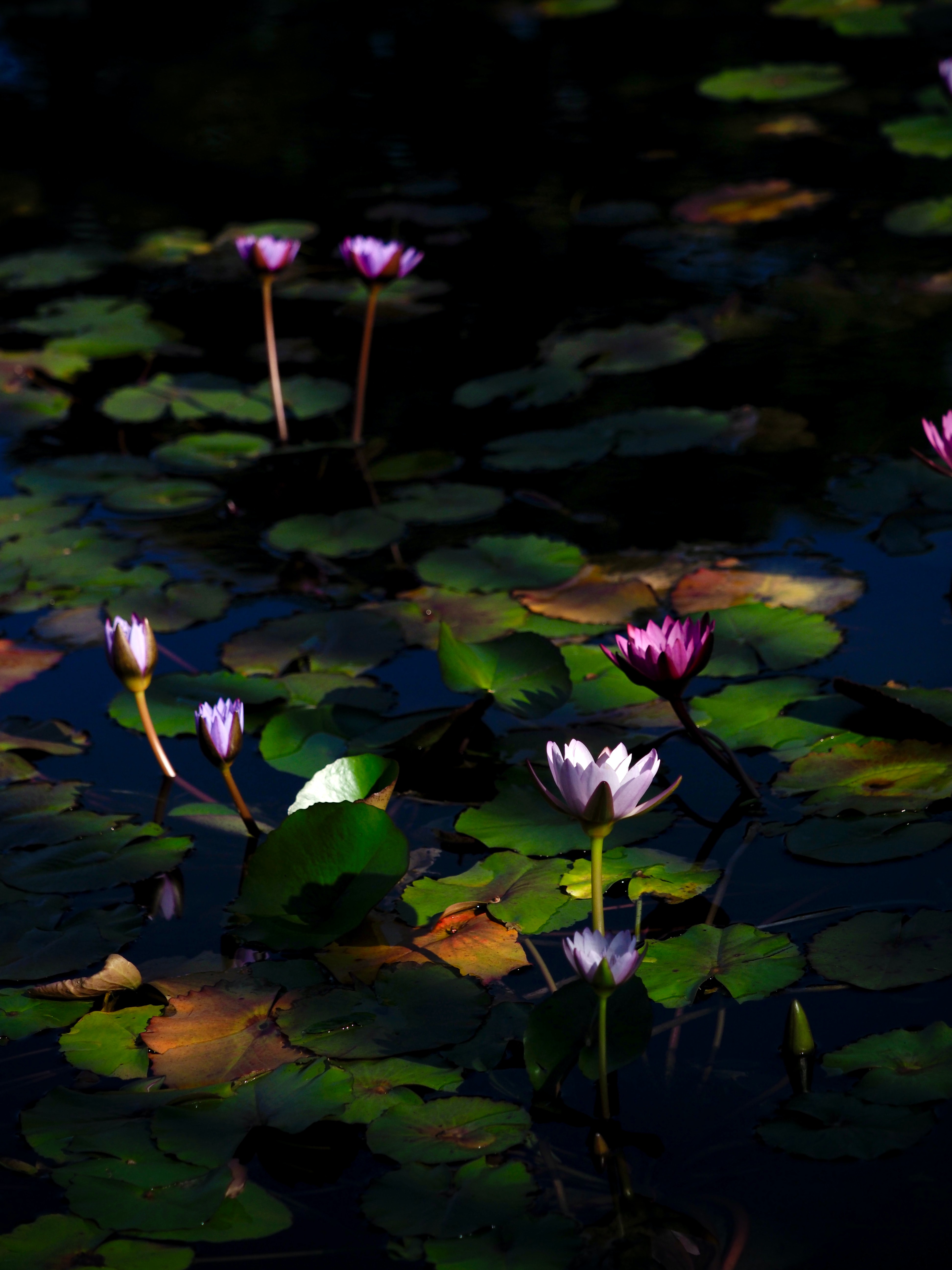 Download mobile wallpaper Flowers, Water, Water Lilies, Plants for free.