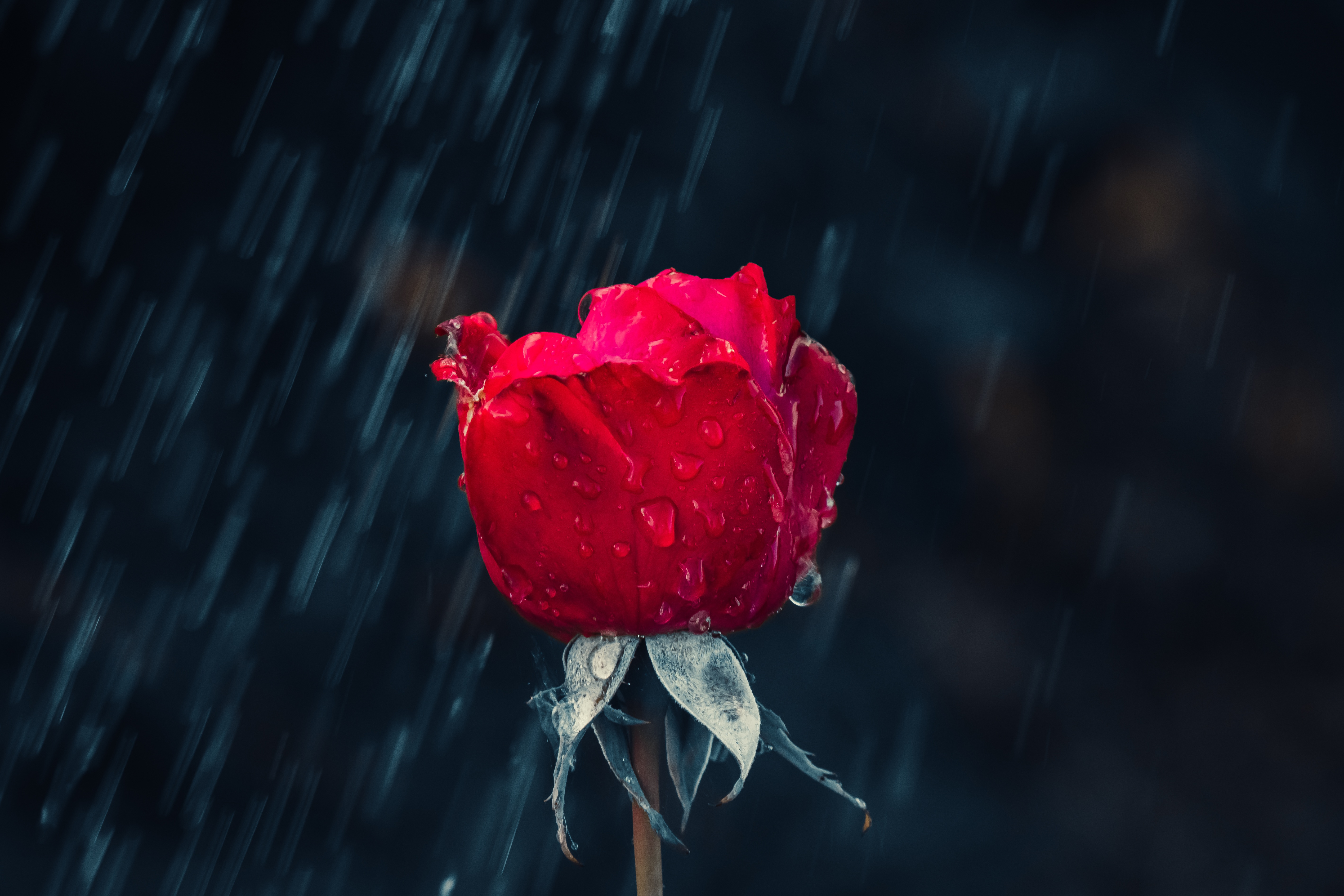 rain, red, rose flower, flowers, drops, rose, bud, moisture UHD