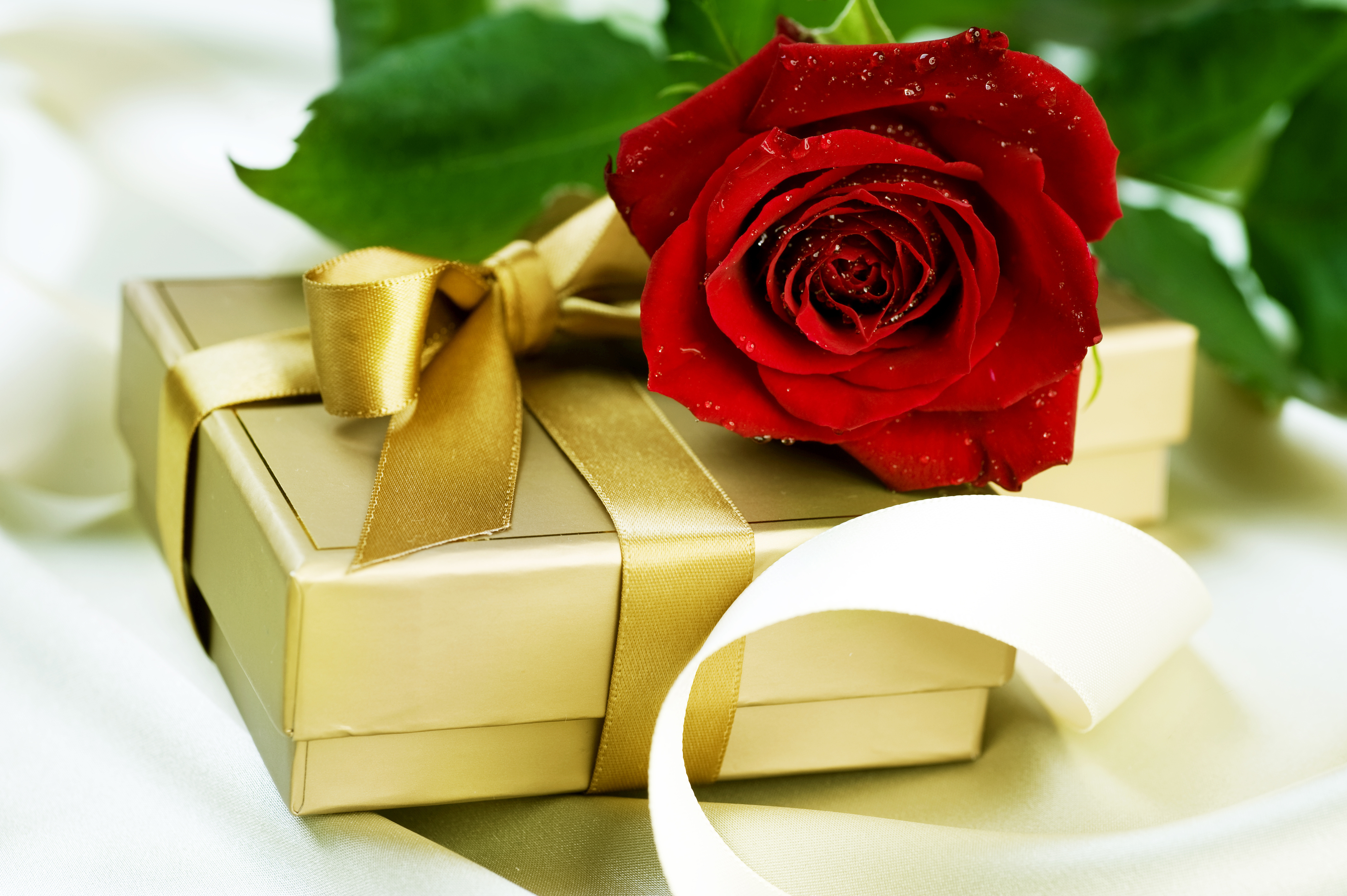 Красивые розы в подарок
