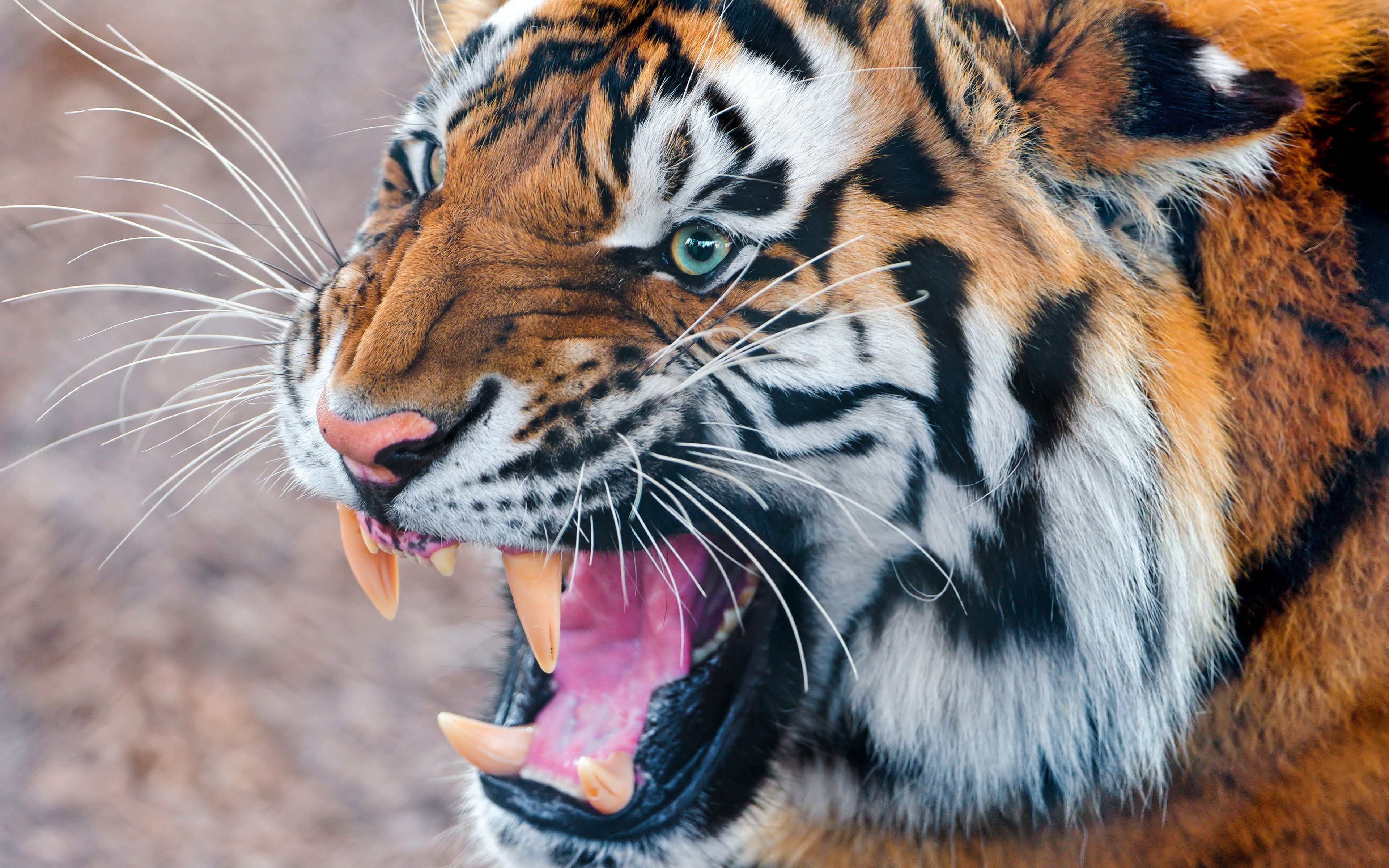 grin, tiger, animals, aggression, muzzle, anger wallpapers for tablet