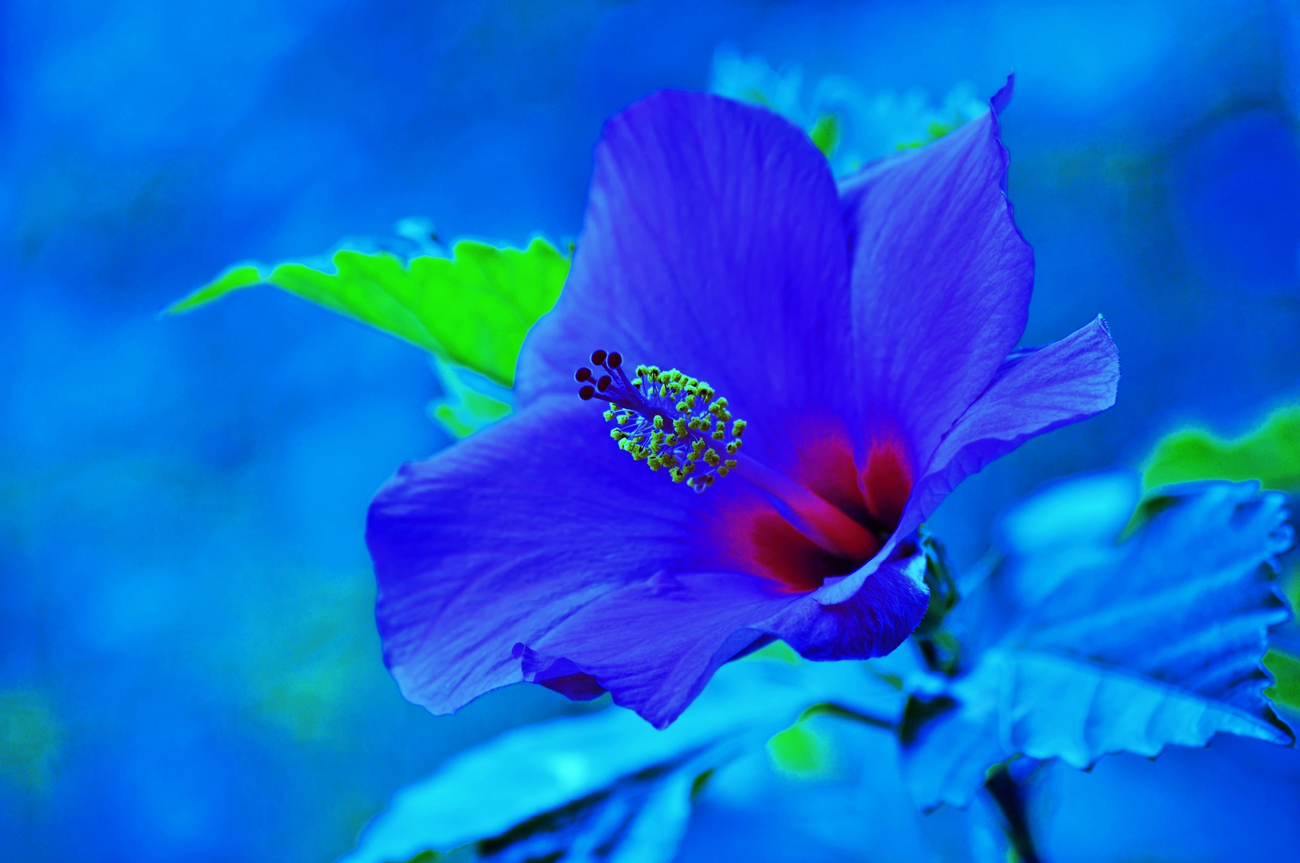 Download mobile wallpaper Flowers, Flower, Close Up, Earth, Hibiscus, Blue Flower for free.