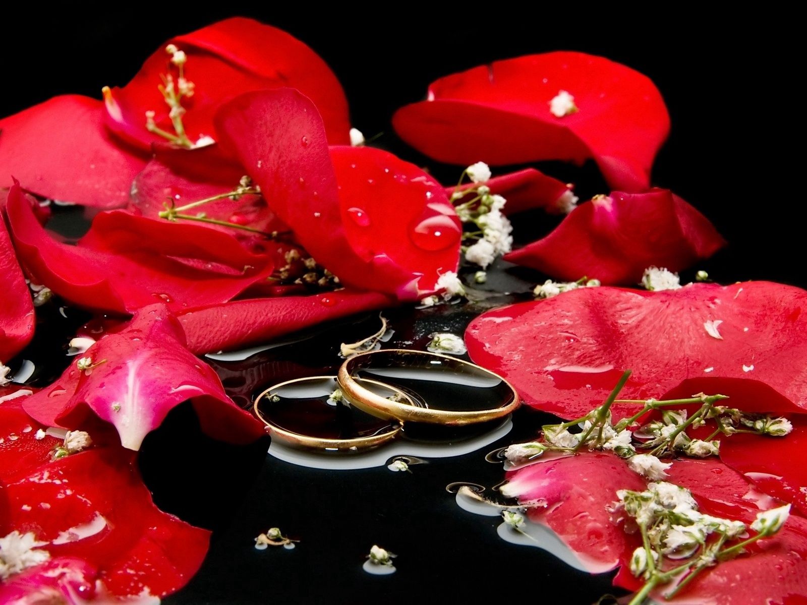 71300 завантажити шпалери троянда, любов, кільця, роза, пелюстки - заставки і картинки безкоштовно