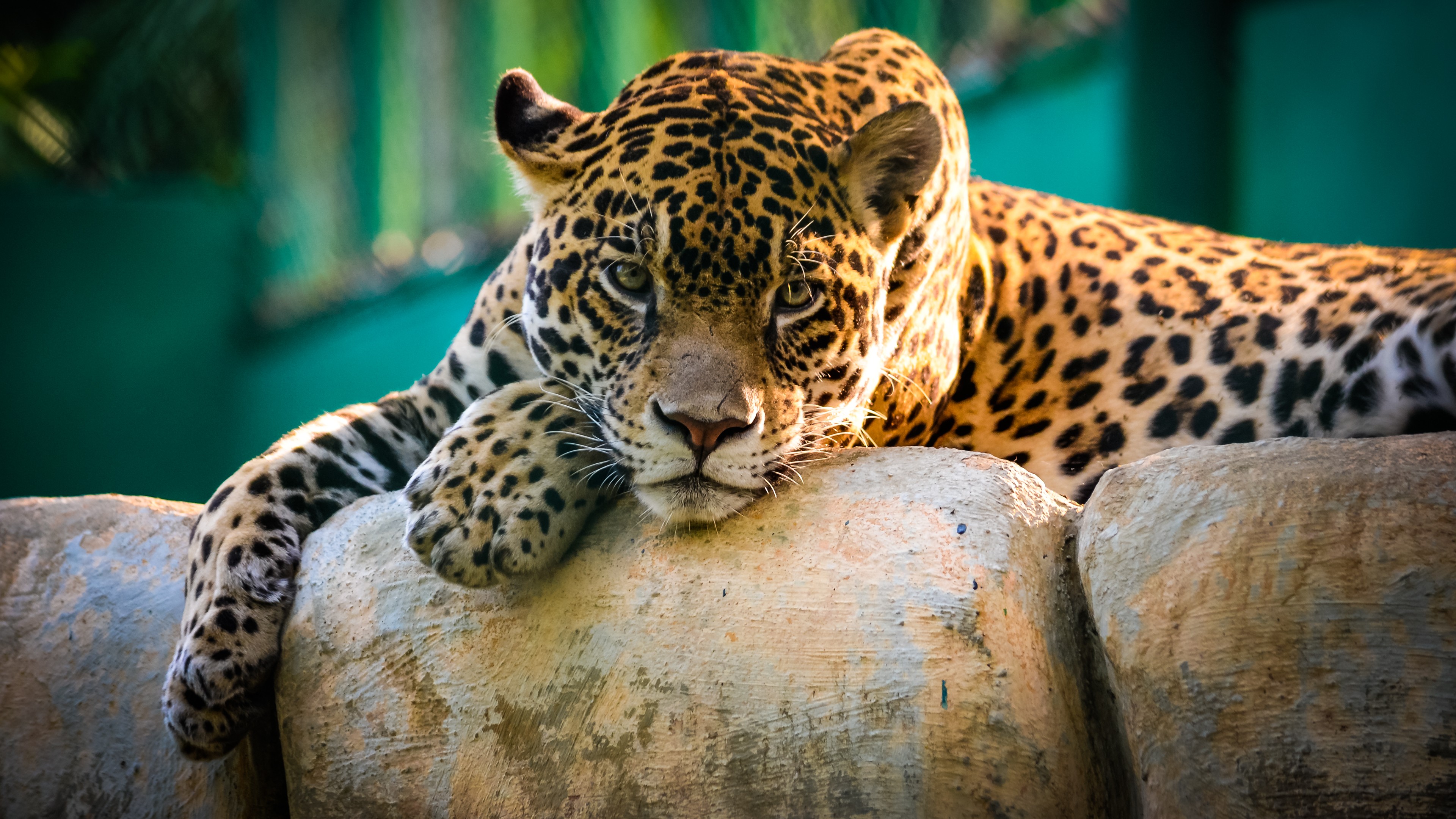 Die besten Jaguar-Hintergründe für den Telefonbildschirm