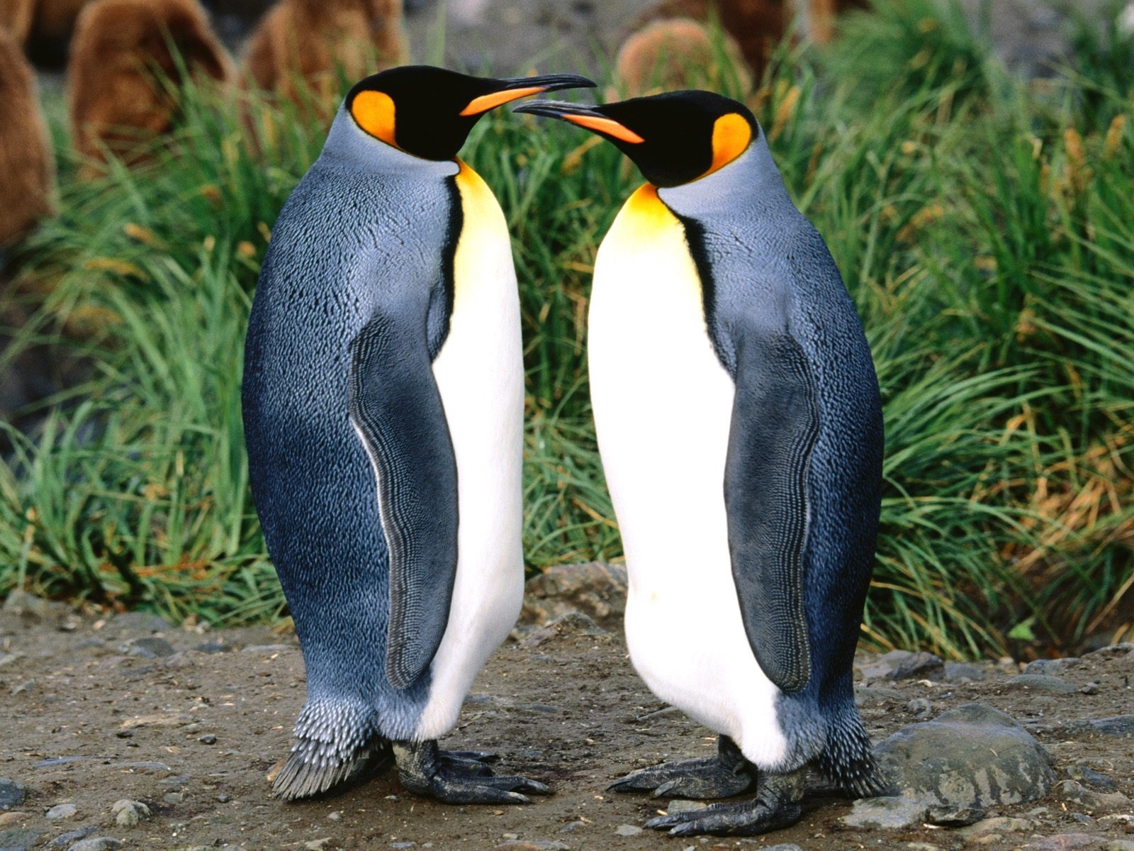 pinguins, animals cellphone