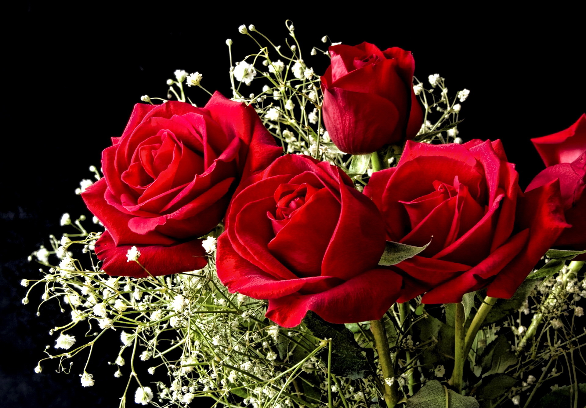 Скачать картинку Цветы, Розы, Растения в телефон бесплатно.