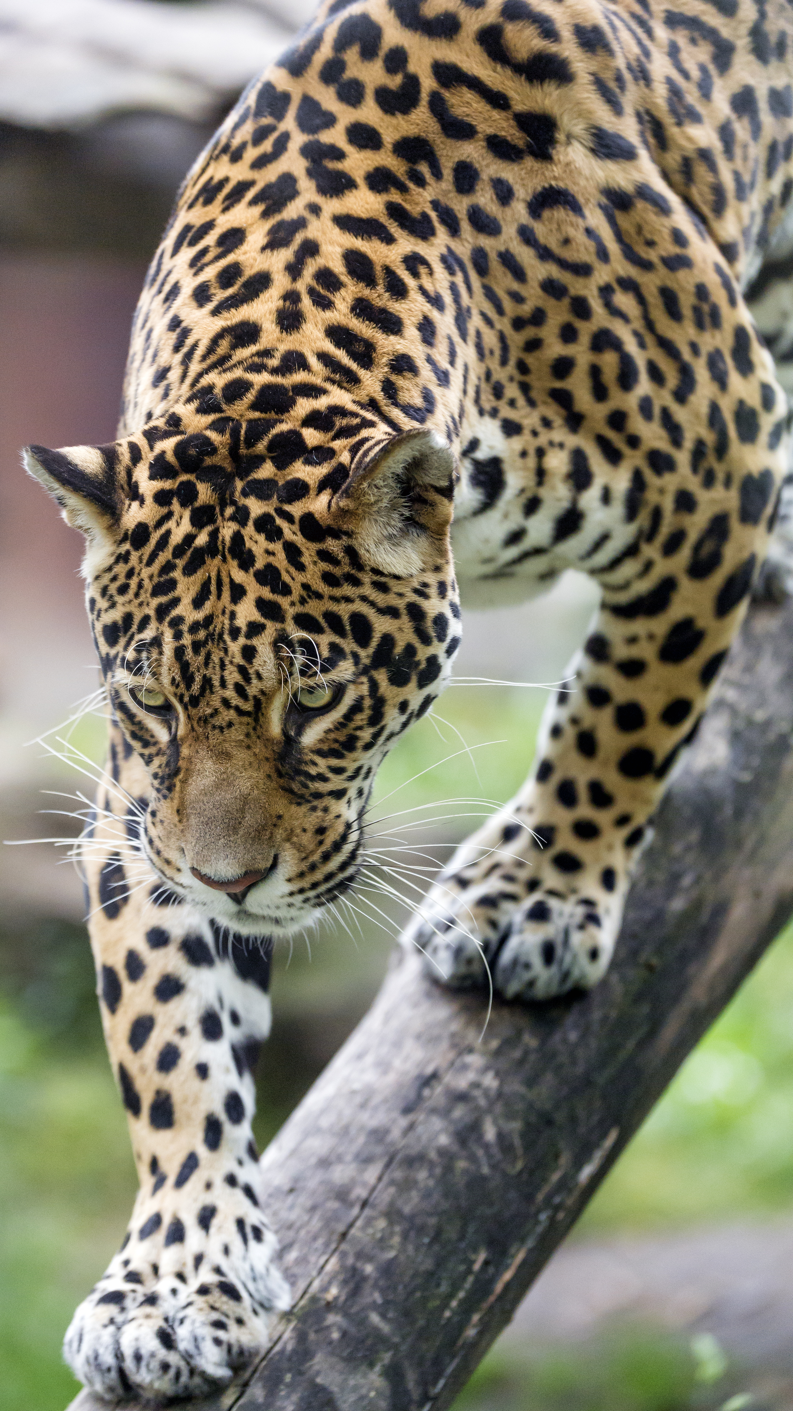 Download mobile wallpaper Predator, Big Cat, Leopard, Animals, Beast, Wildlife for free.