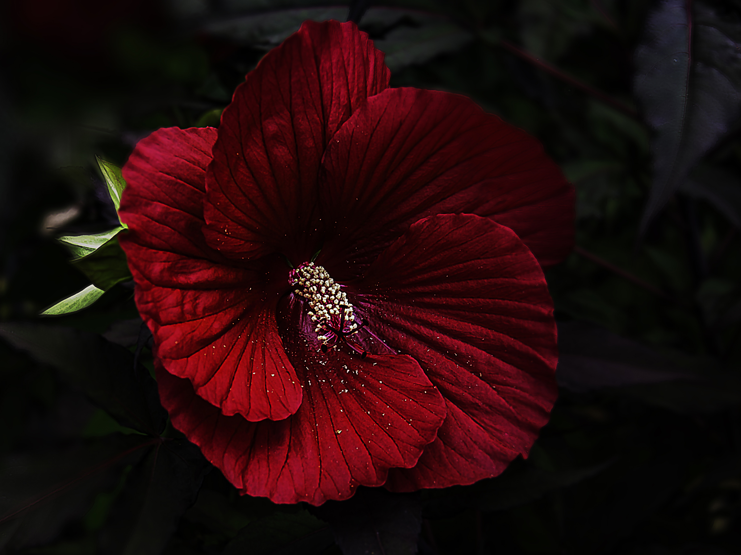 Download mobile wallpaper Flowers, Flower, Close Up, Earth, Hibiscus, Red Flower for free.