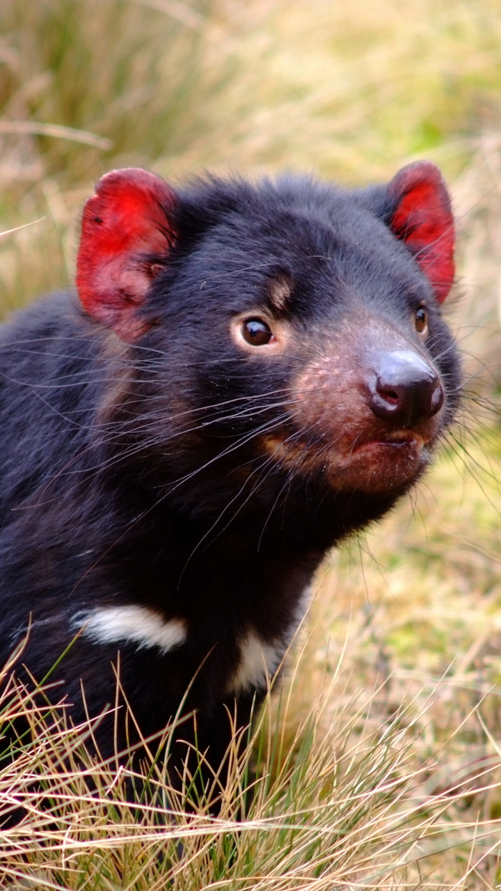 tasmanian devil, animal, devil HD wallpaper