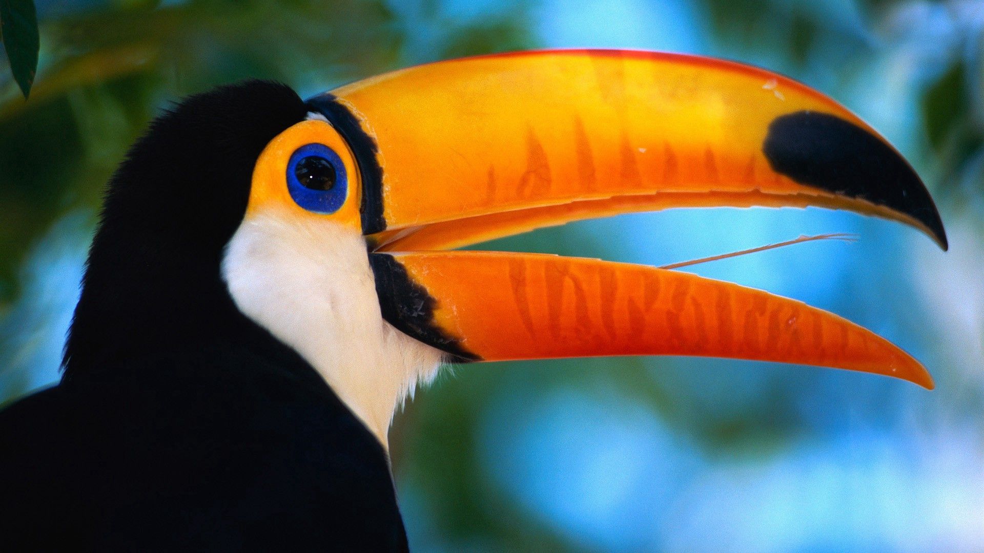 Download mobile wallpaper Animals, Beak, Exotic, Toucan, Bird for free.