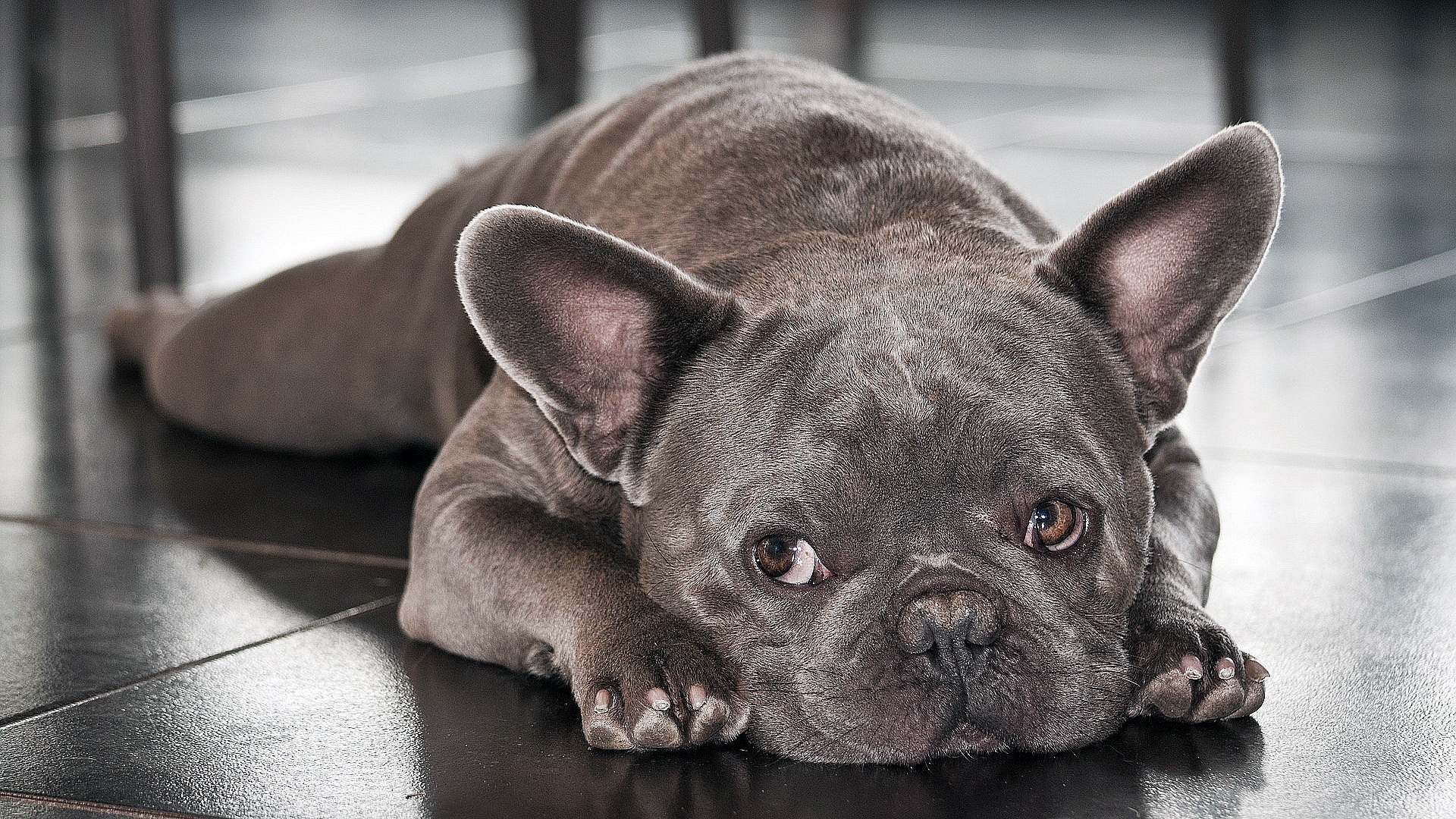 Французский бульдог мини фото взрослой собаки