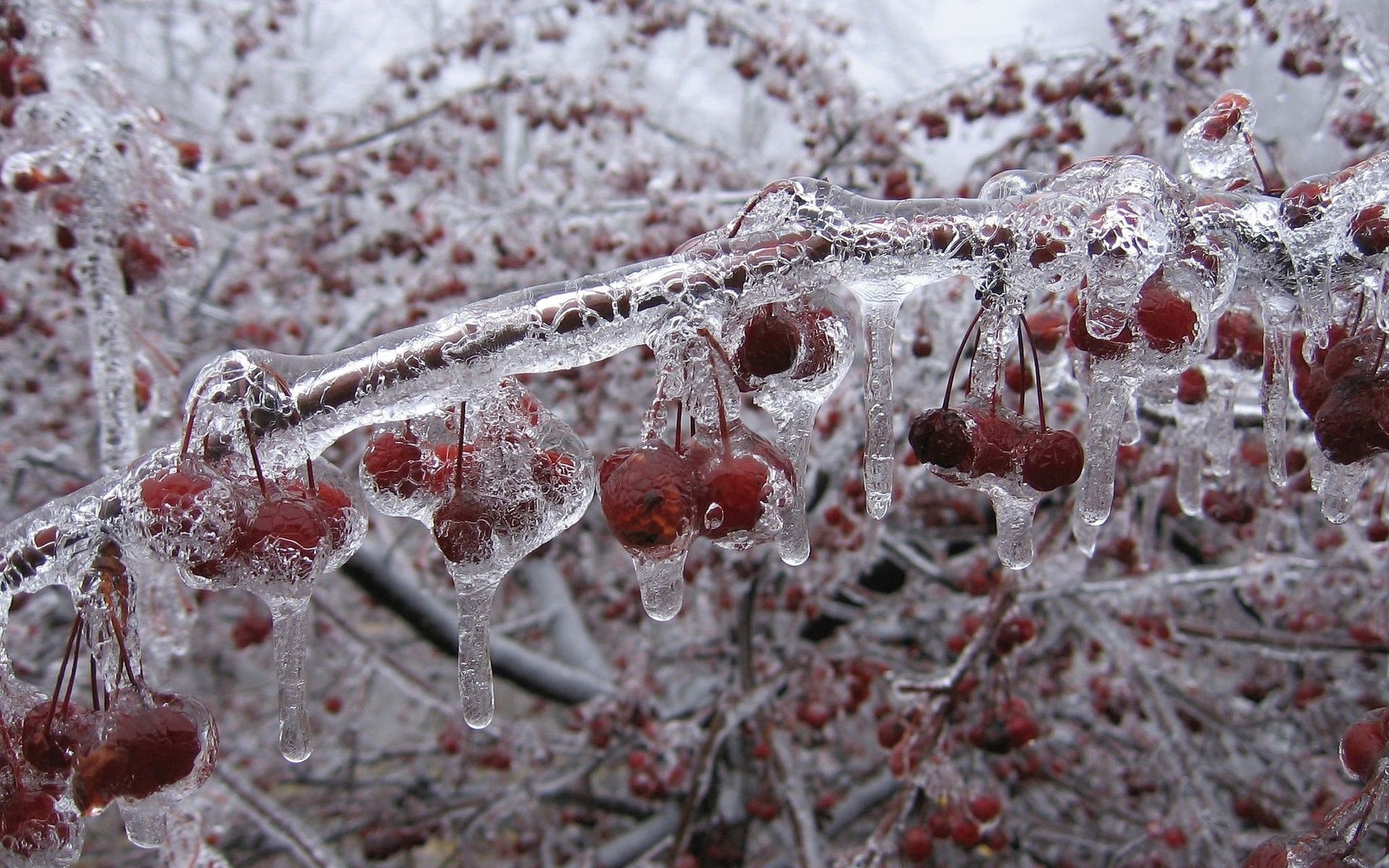 Деревья во льду
