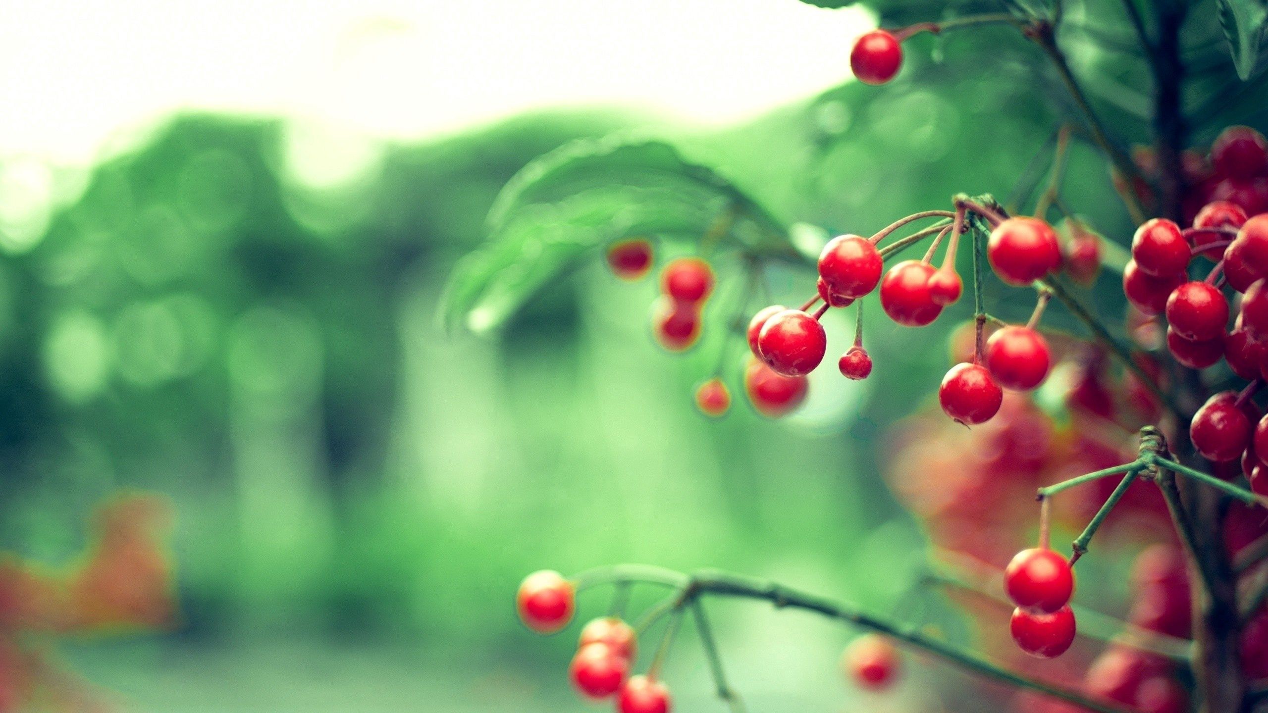 Download mobile wallpaper Branch, Berry, Plant, Leaves, Macro for free.